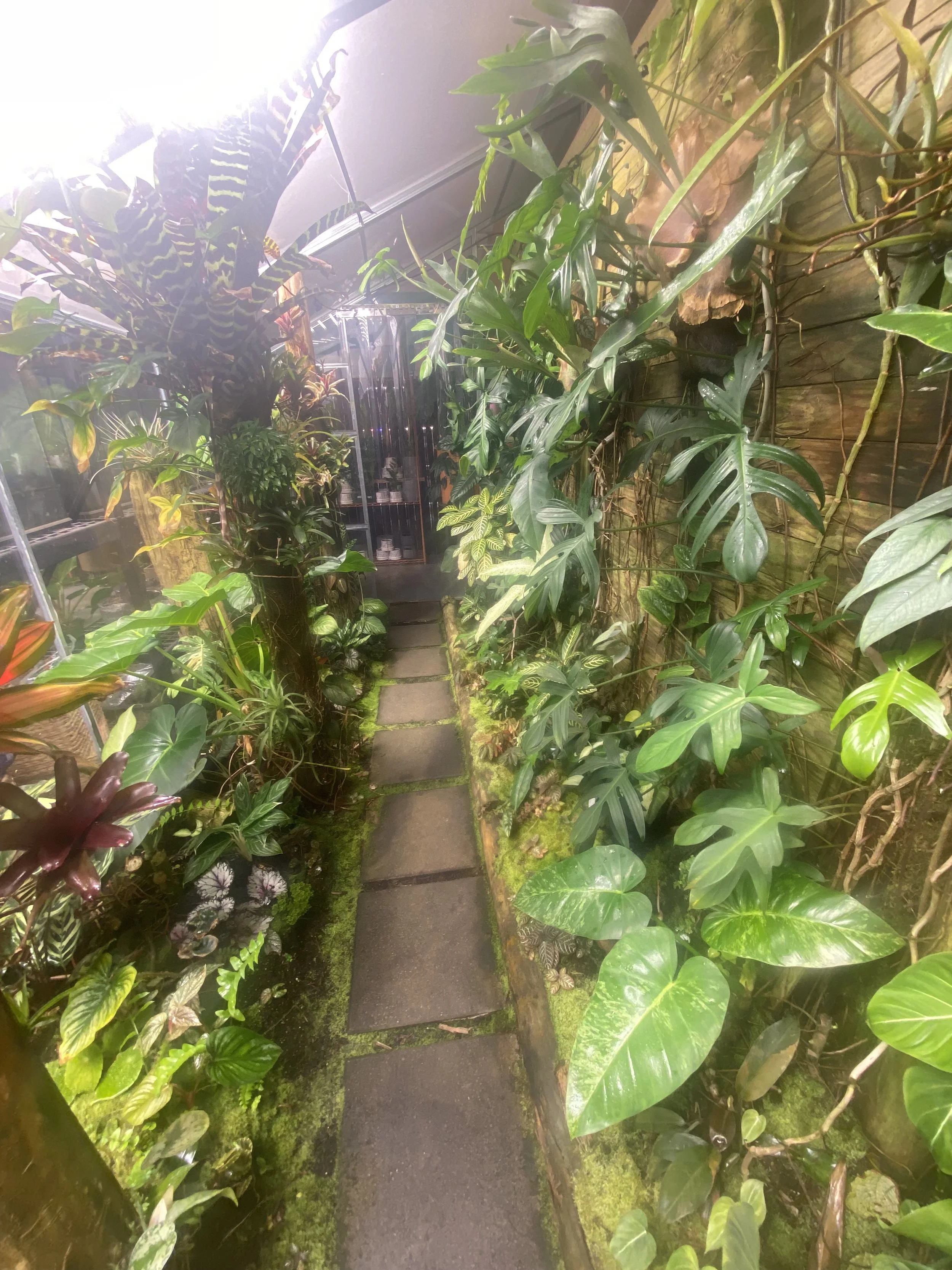 Yoga Nidra: Garden of colors Live Recording