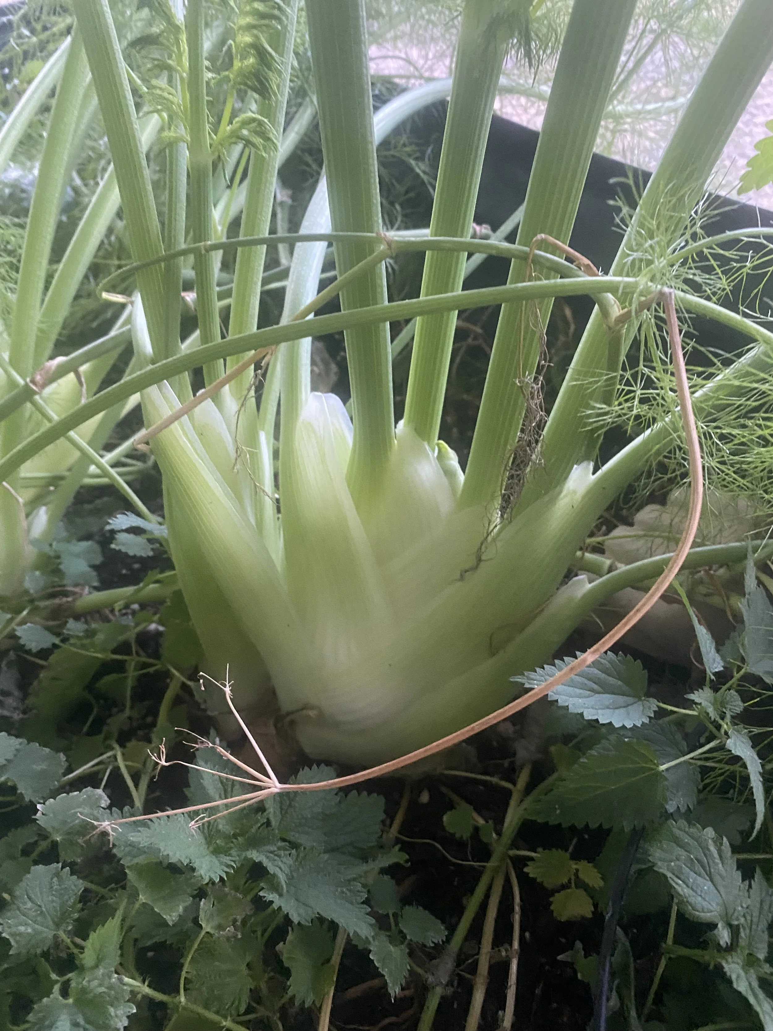 Yoga Nidra: External / Internal Live Recording