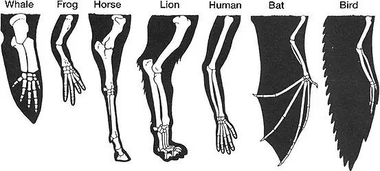 Diagram-of-the-homologous-bone-structure-of-seven-vertebrates36.webp