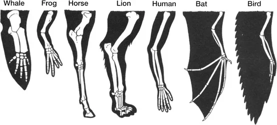 Diagram-of-the-homologous-bone-structure-of-seven-vertebrates36.webp