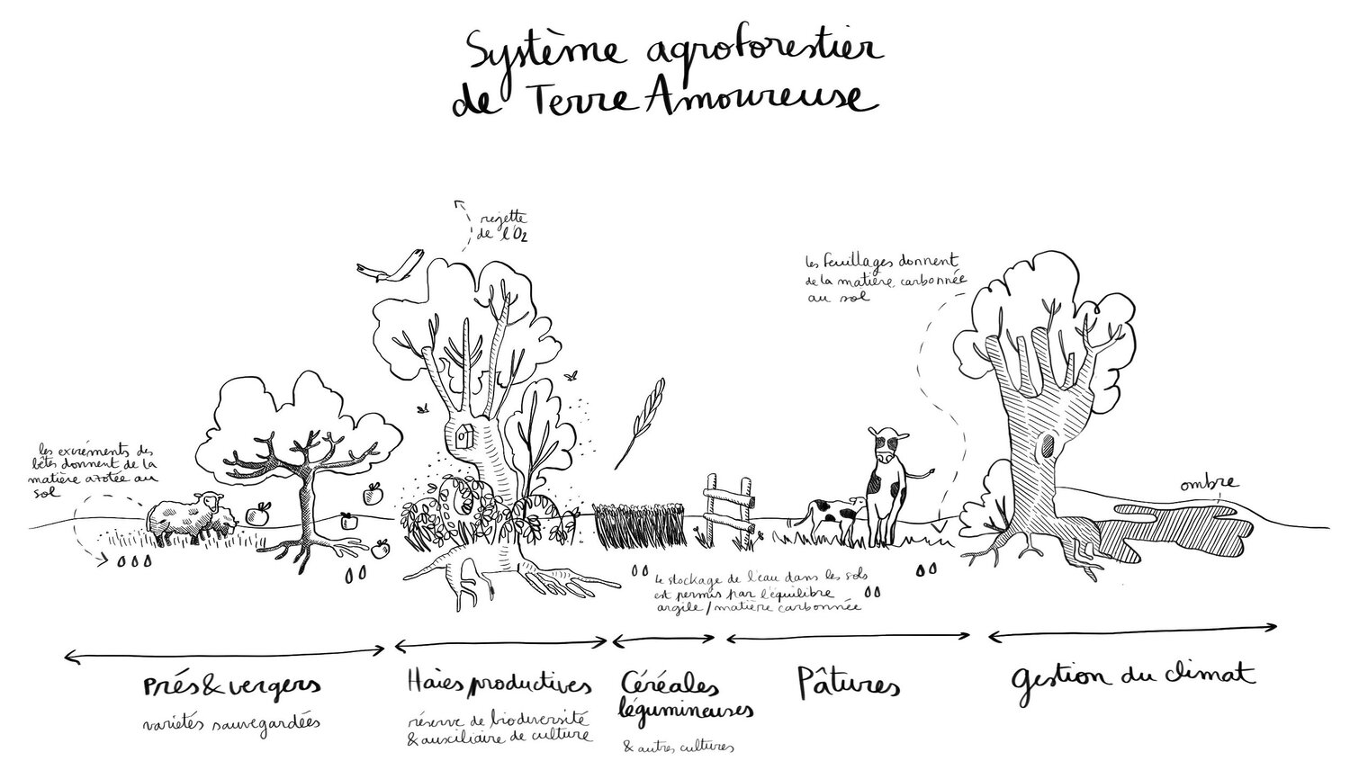 Système agroforestier (2).jpg