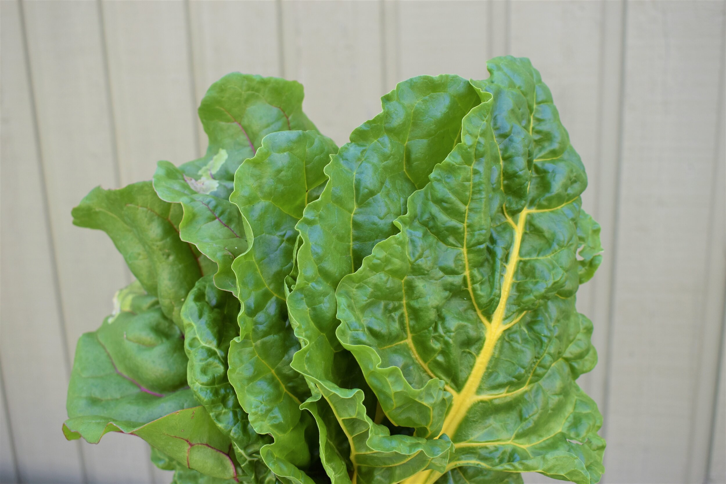 Bittersweet Farms Offers Local Produce with a Purpose&nbsp;