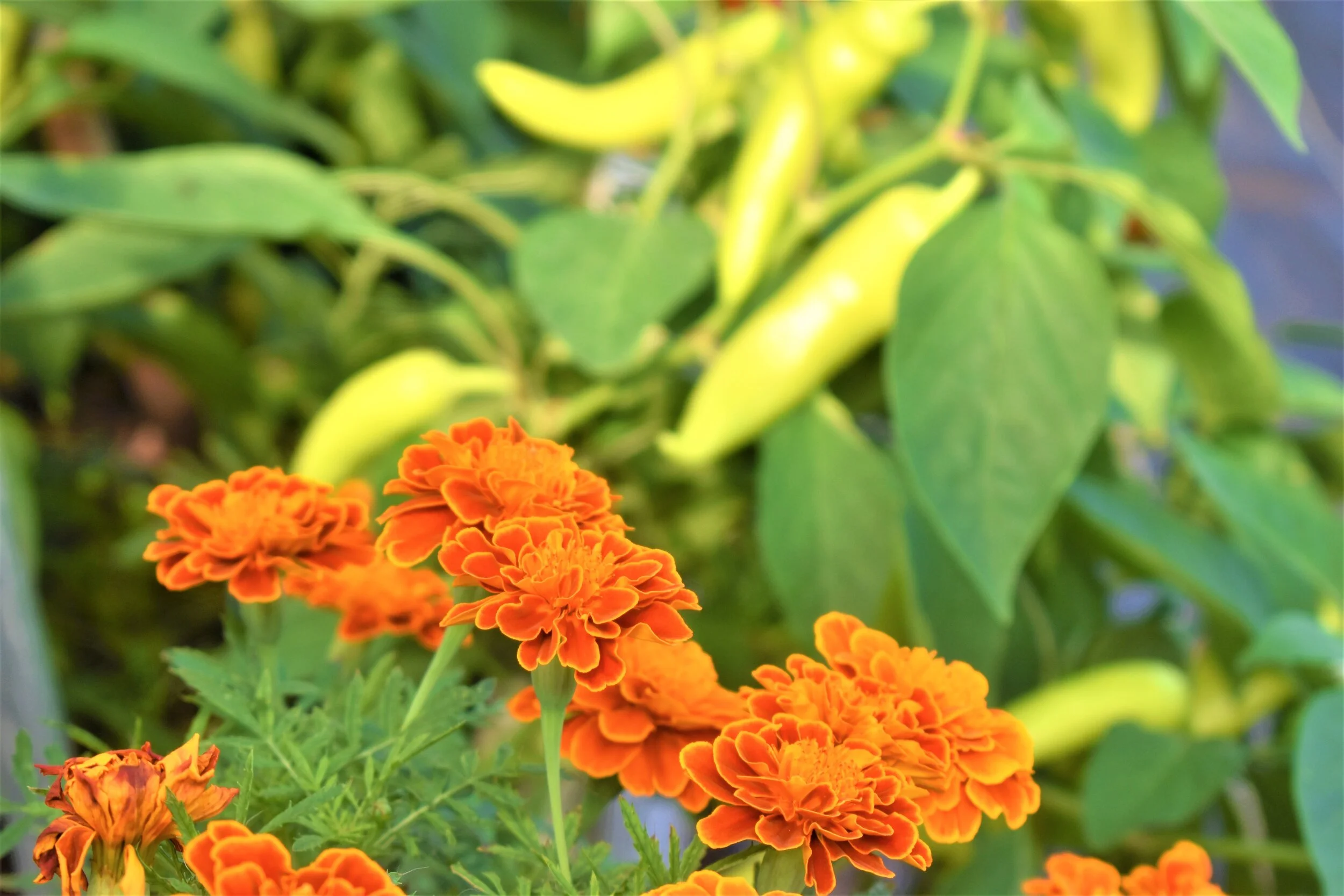 Apply for Services Bittersweet Farms — Bittersweet Farms