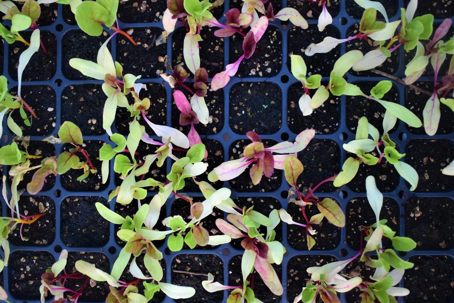 Volunteer — Bittersweet Farms