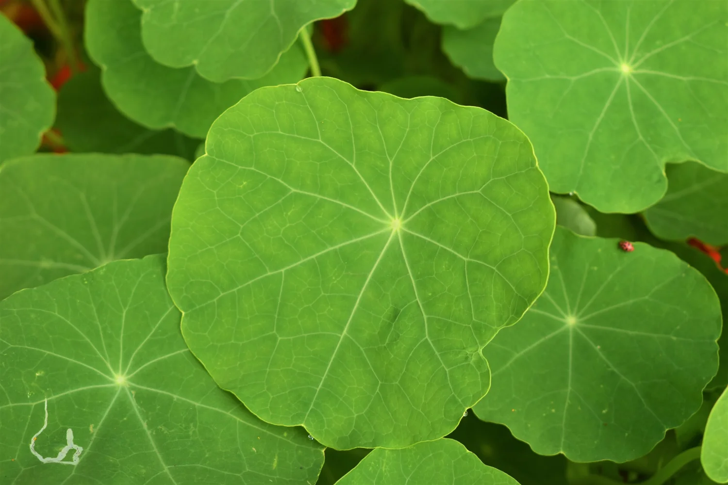 Employee Testimonials Bittersweet Farms — Bittersweet Farms