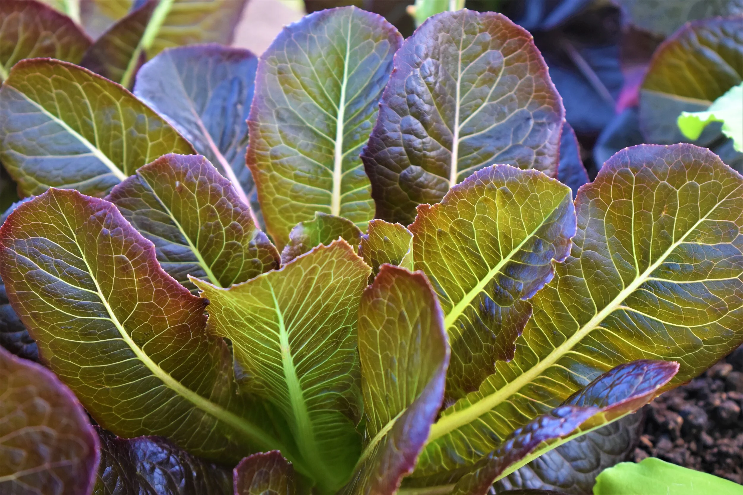 Pemberville Transition Program Bittersweet Farms — Bittersweet Farms