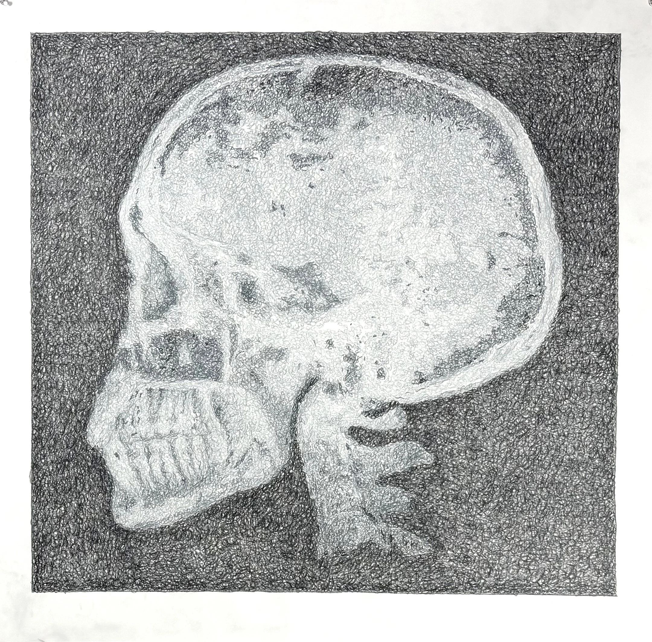 Skull X-Ray (Left Profile), 2026, Colored Pencil, 38" X 38"
