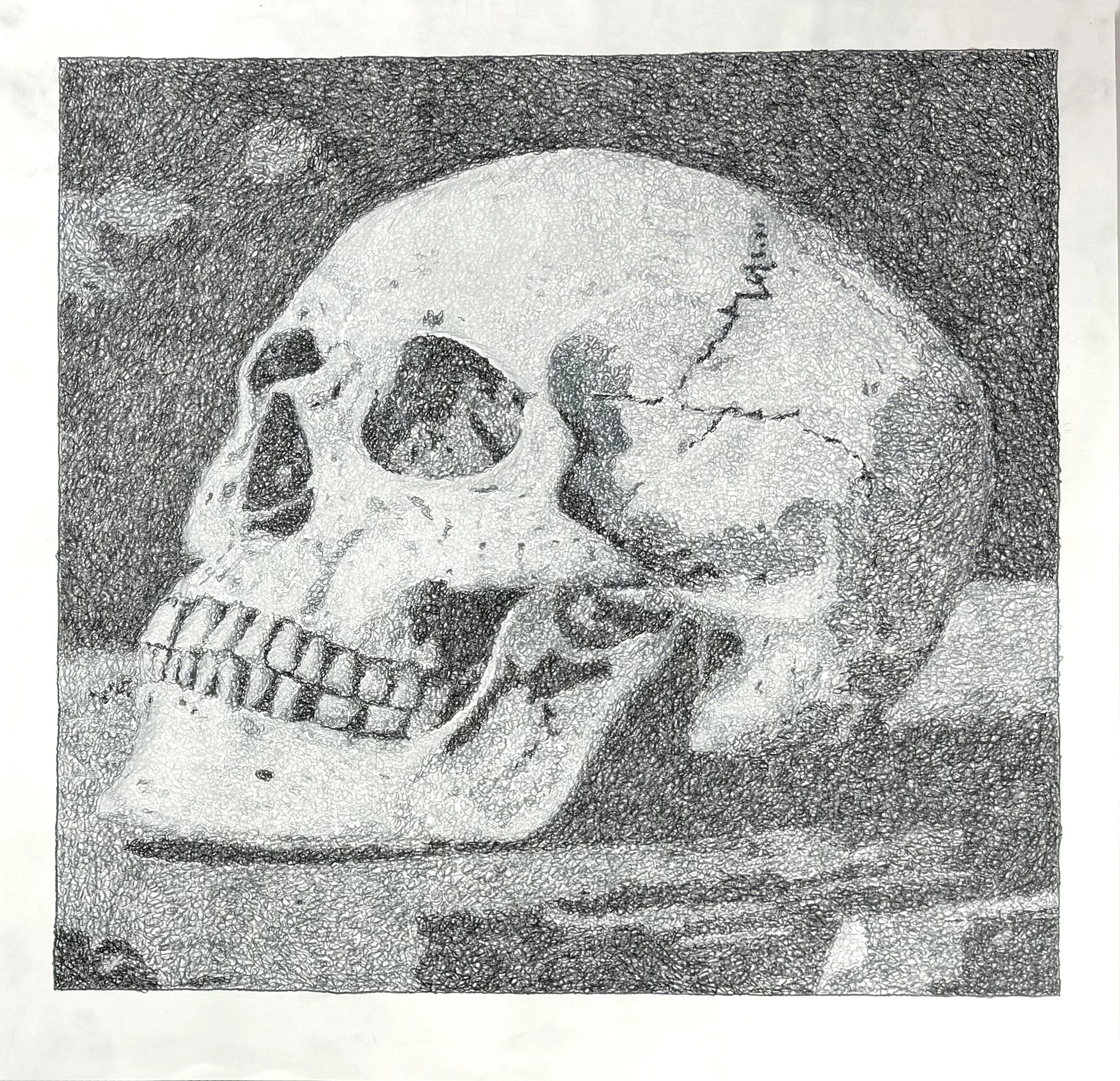 Skull I, 2026, Colored Pencil, 38" X 38"
