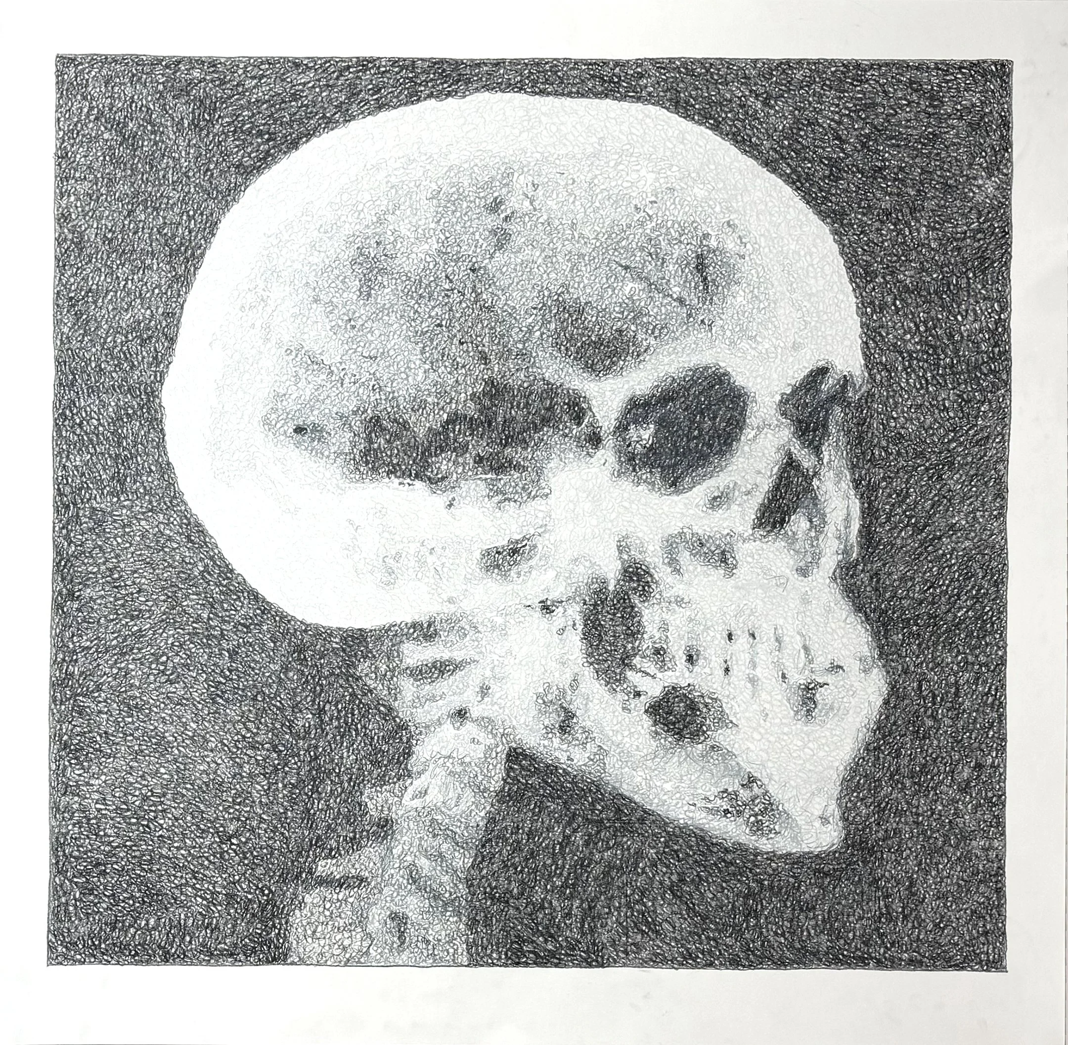 Skull X-Ray (Right Profile), 2026, Colored Pencil, 38" X 38"