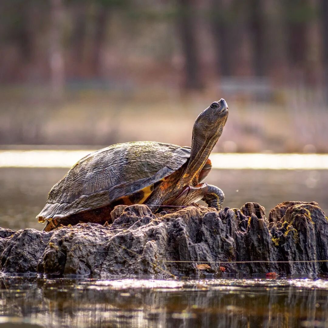 May your weekend be as tranquil and magnificent as this turtle 

#commercialphotography #photostudio #studiophotographer #light #rockville #md #photooftheday #washingtondc #maryland #omsystemcameras #omsystem #wildlife #wildlifephotography #turtle