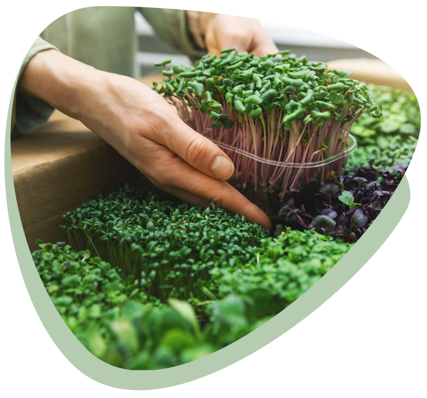Sell Microgreens Online