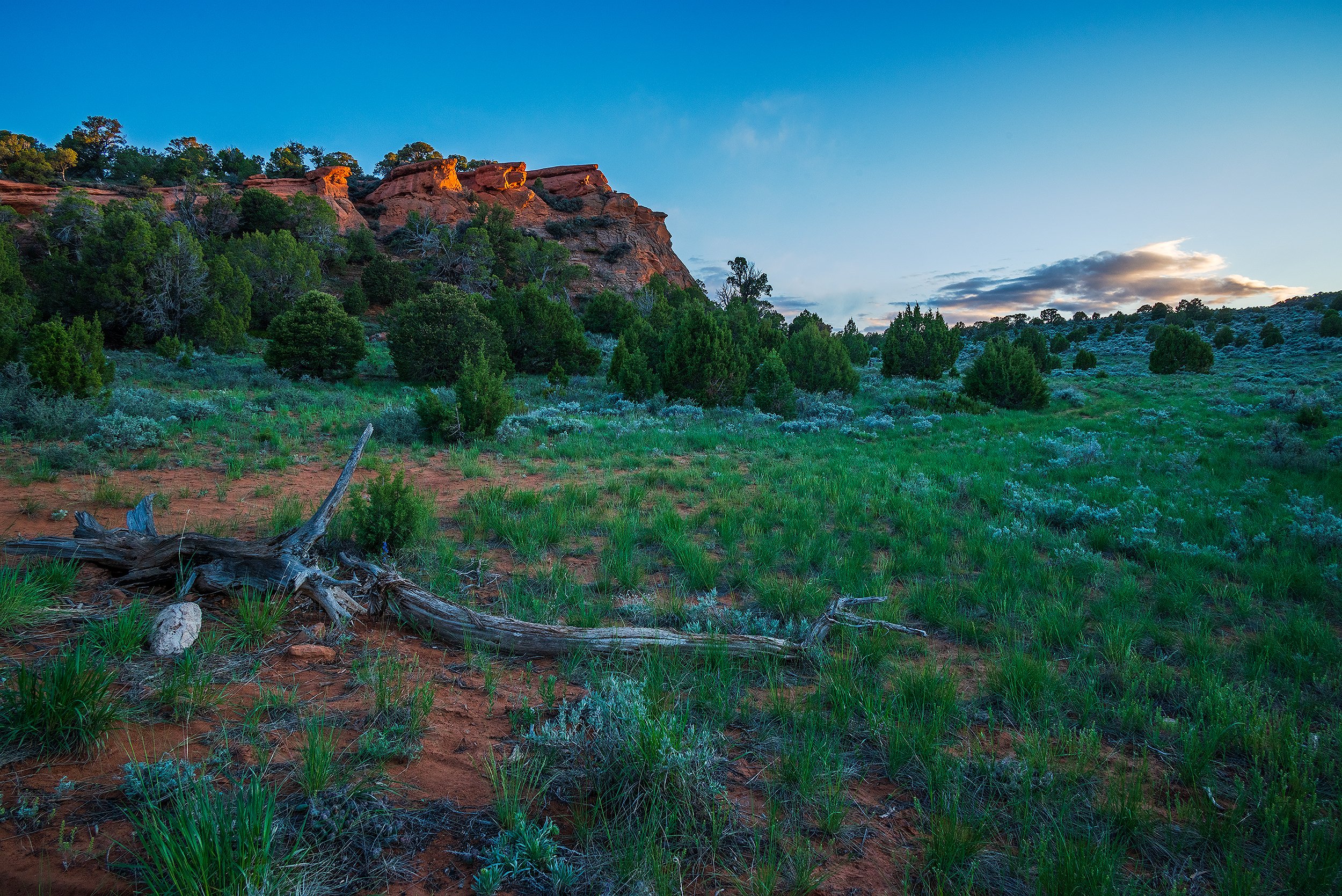 Plenty of Green After an All-Day Snowfall in the Utah Desert
