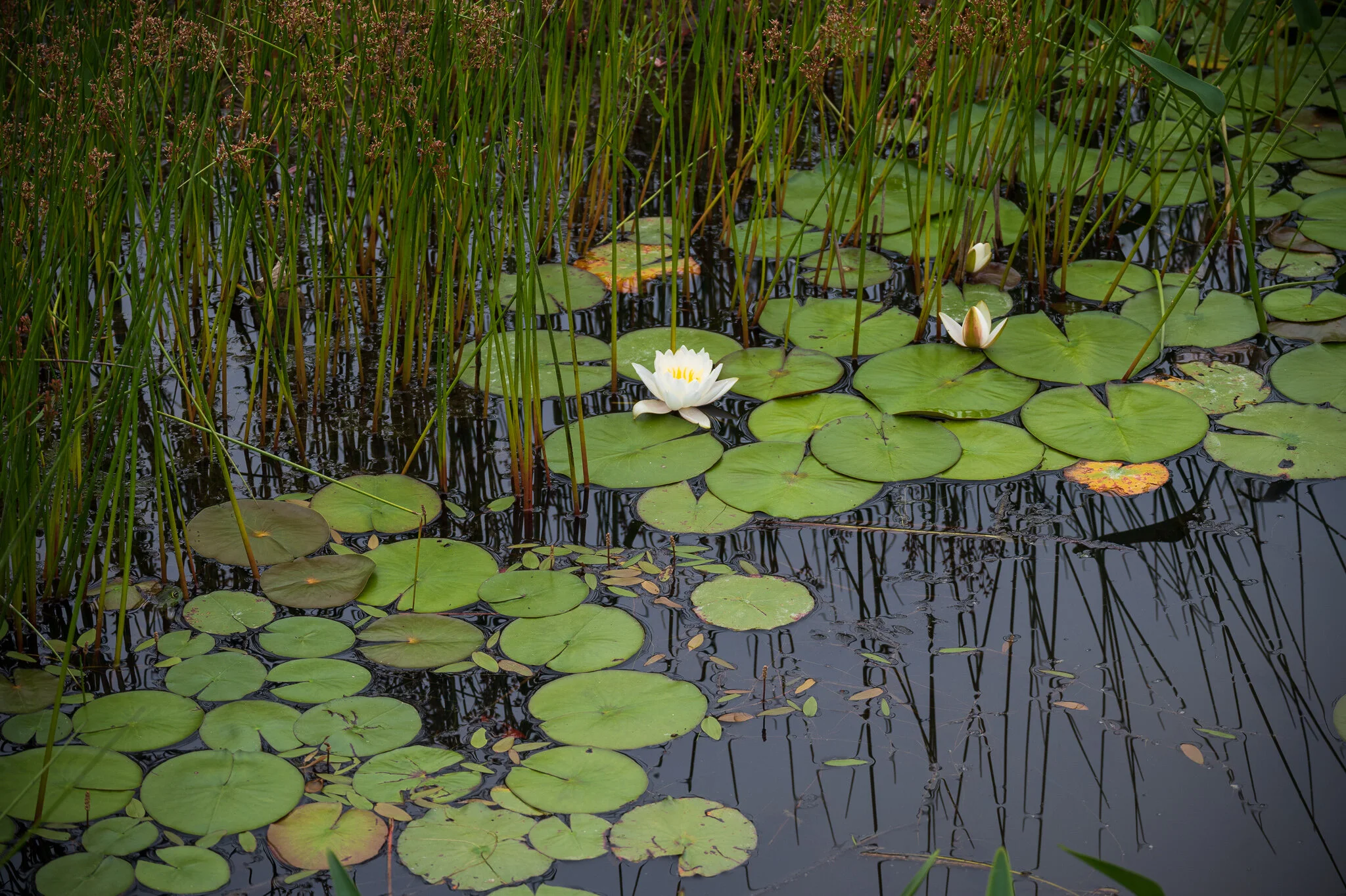 Acadia National Park, Maine