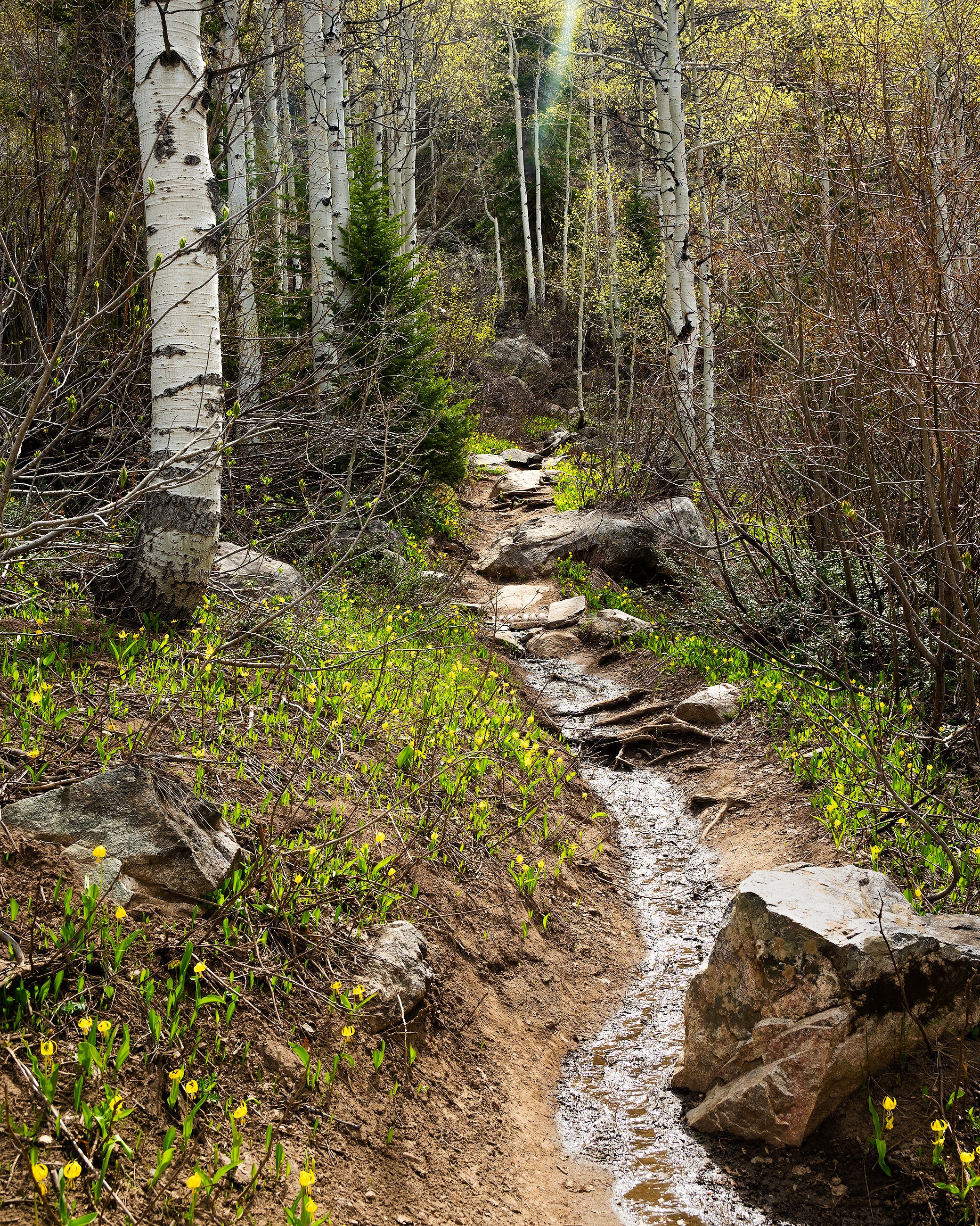Wildflowers during active spring snowmelt and Aspens, Colorado