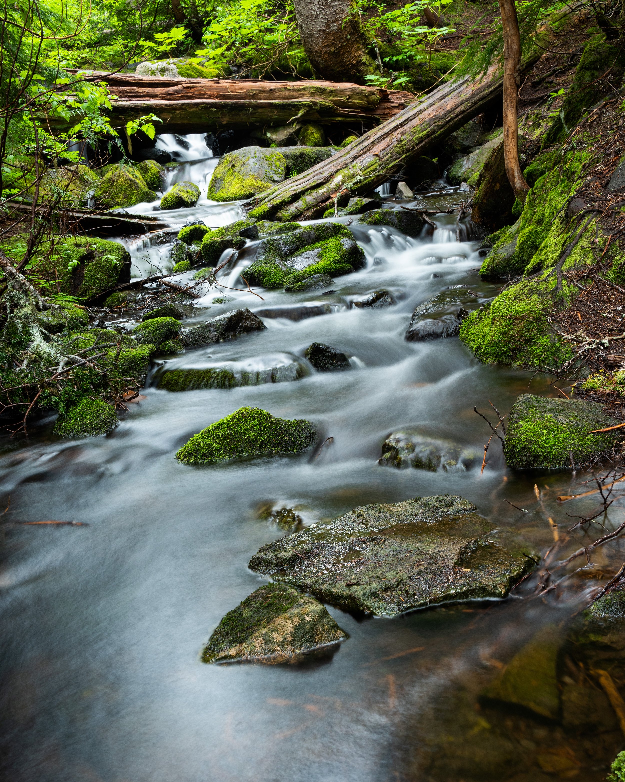 Oregon Stream