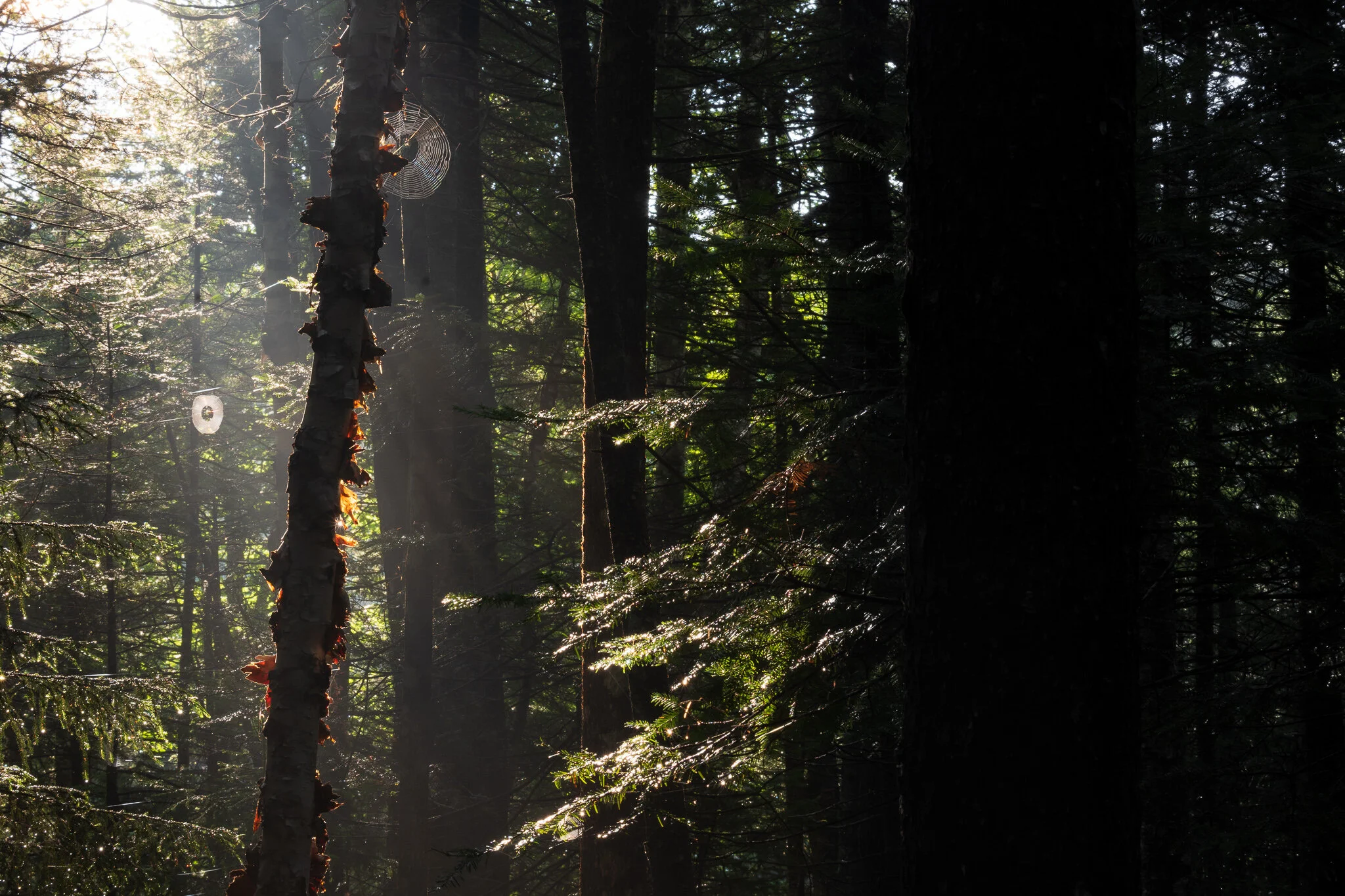 Pemi Wilderness, New Hampshire