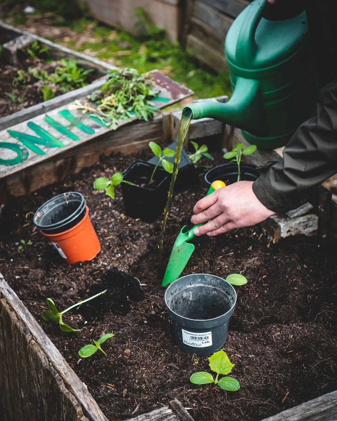 We have been busy sowing native pollinator-friendly seedlings to be planted out in late Spring.