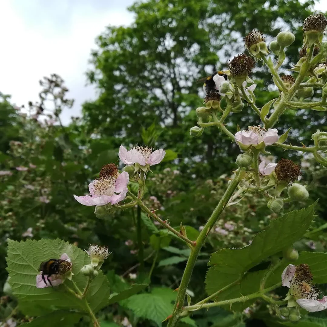 Today at Barnwood, Bees and Rose Chafer beetles on Bramble flowers and Turkestan Onion (Allium &quot;Ivory Queen&quot;)