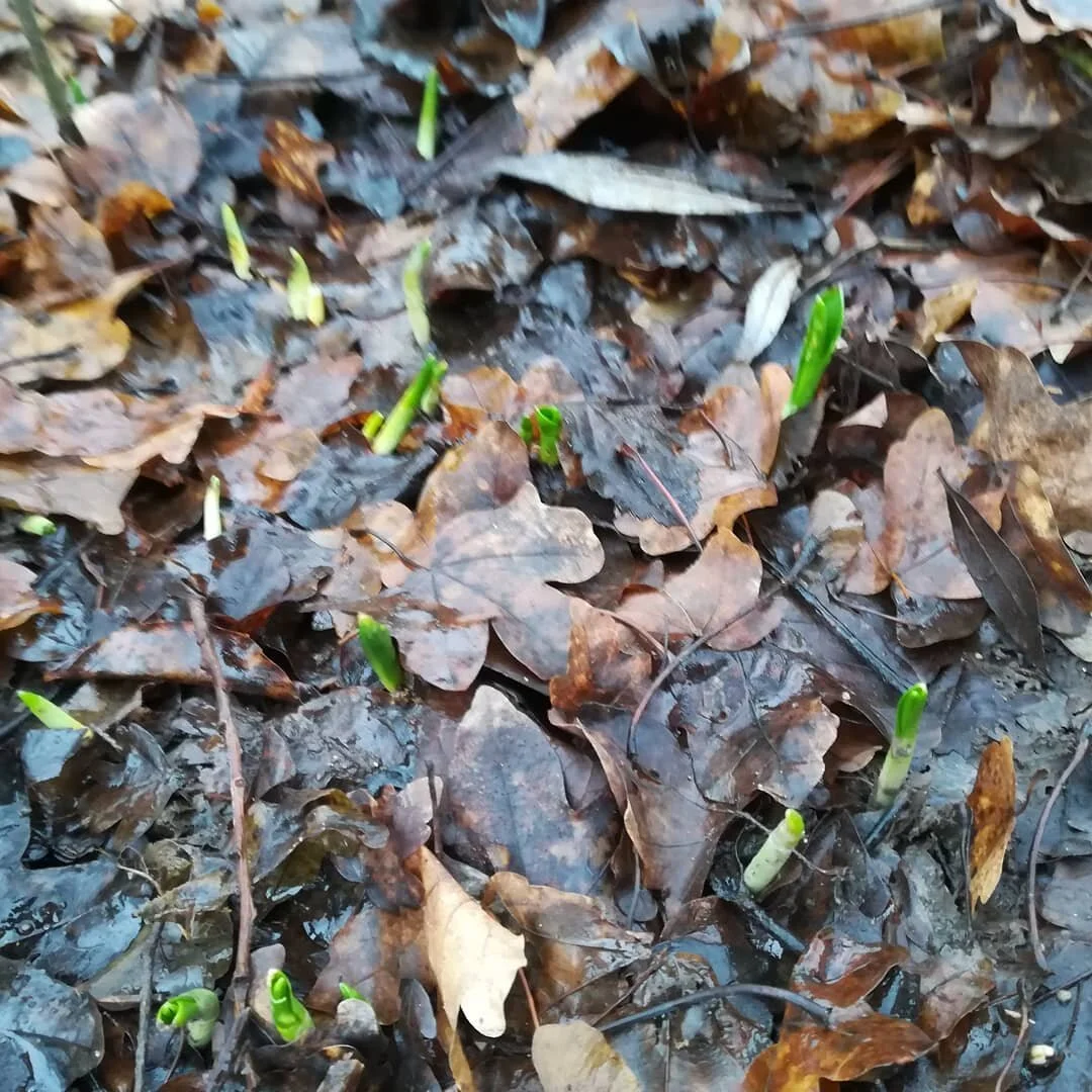 Signs of last year's Snakehead Fritillaries coming back ! Hopefully showing this year's bulbs the way to grow !!!