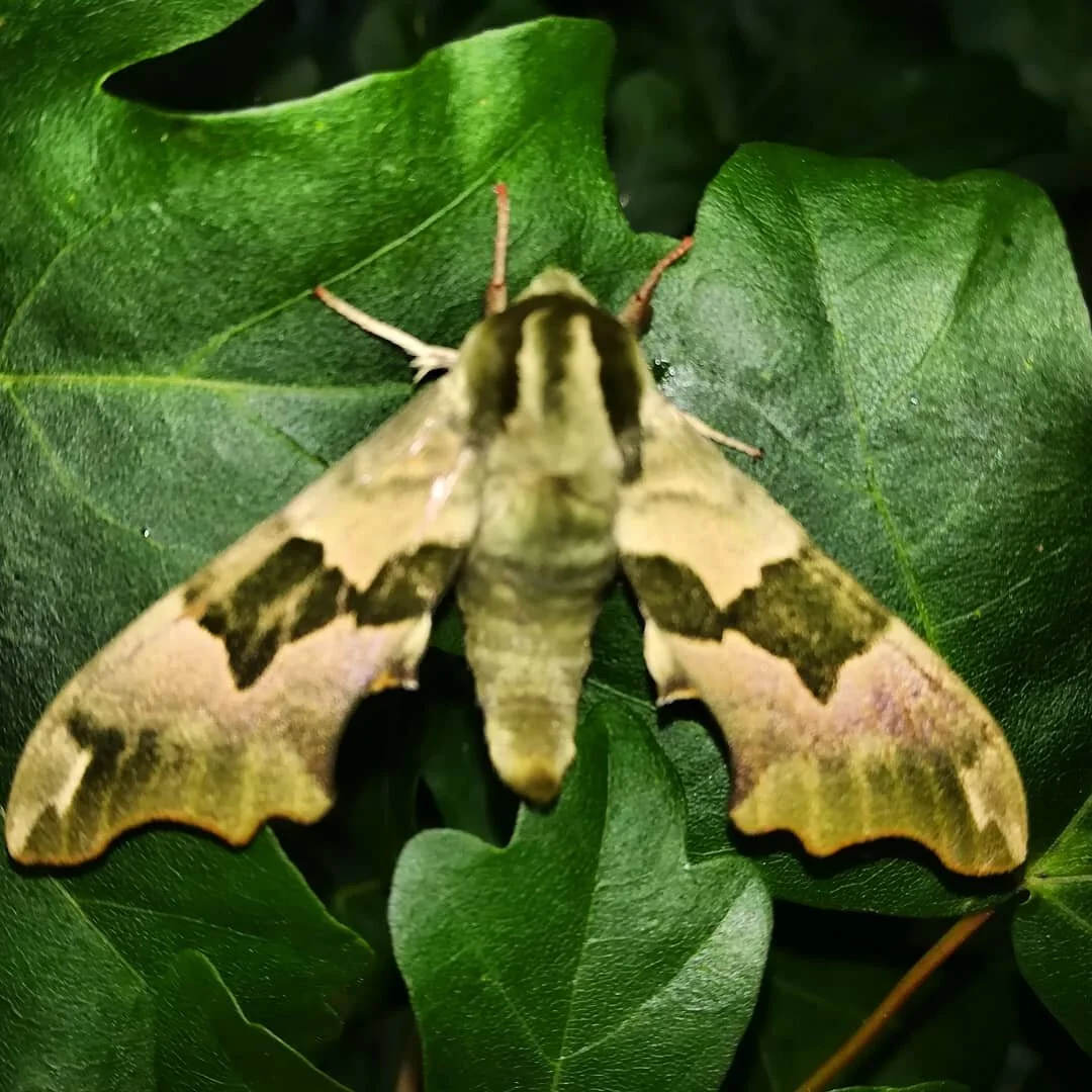 Today at Barnwood...Lime Hawk Moth