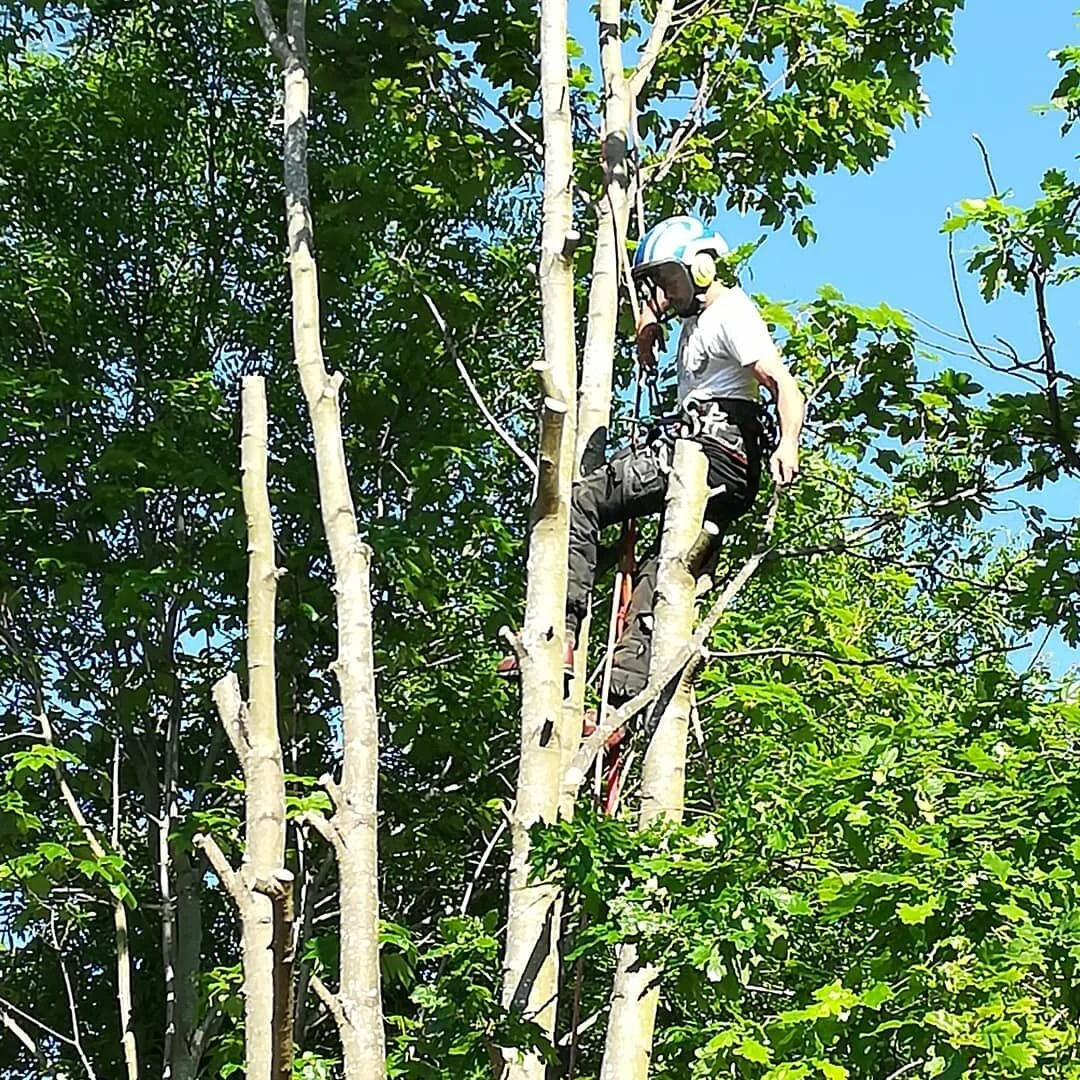 Tree felling at Barnwood !