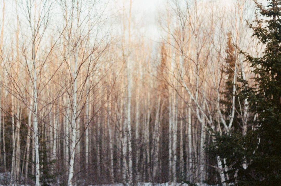 Photo by Katelynn Bell on April 14, 2021. May be an image of tree, nat.jpg