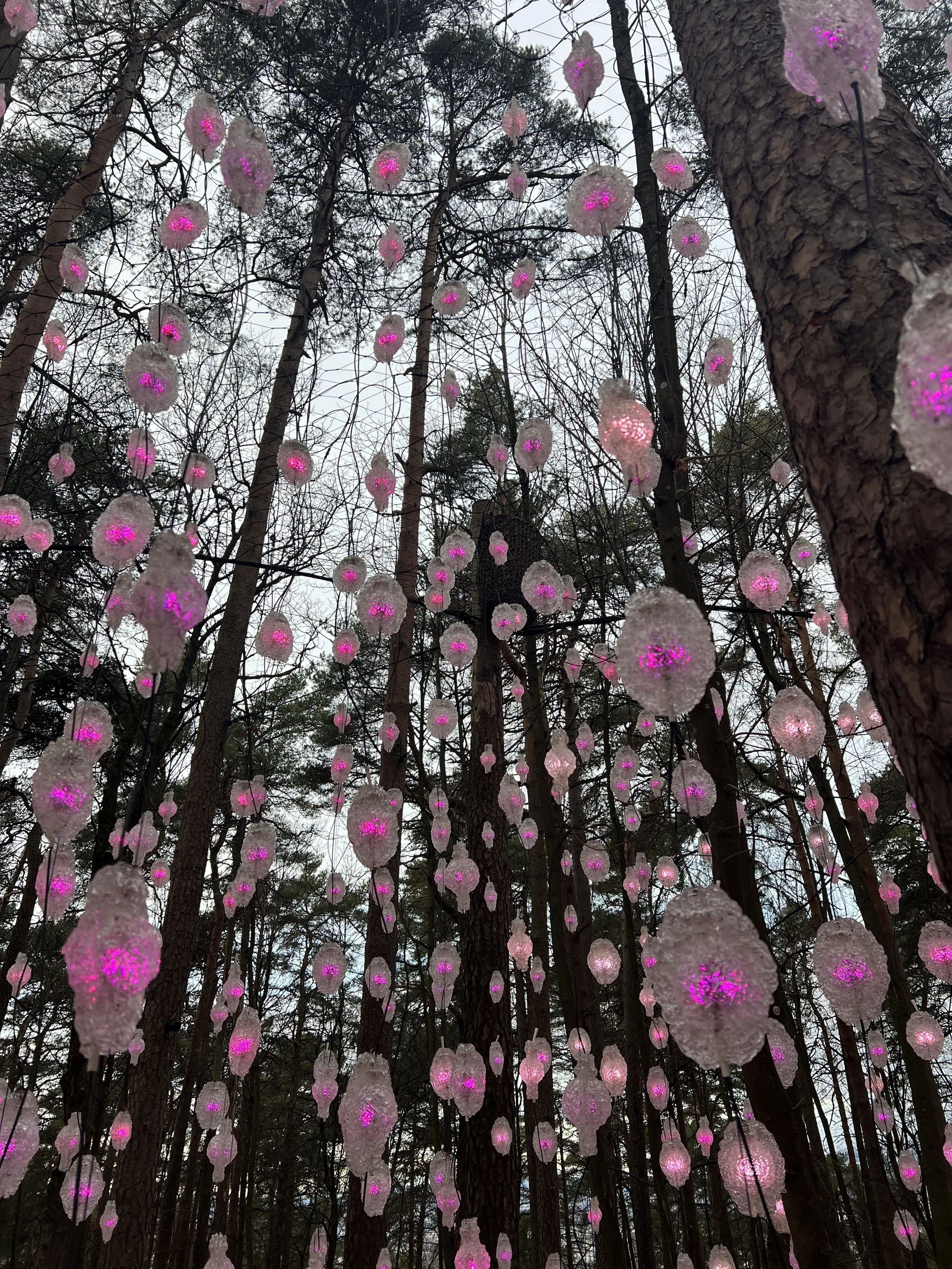 Message for the New Year