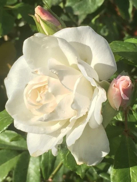 Finding the Ground Within: A Diamond Approach Introduction evening to Steadfastness