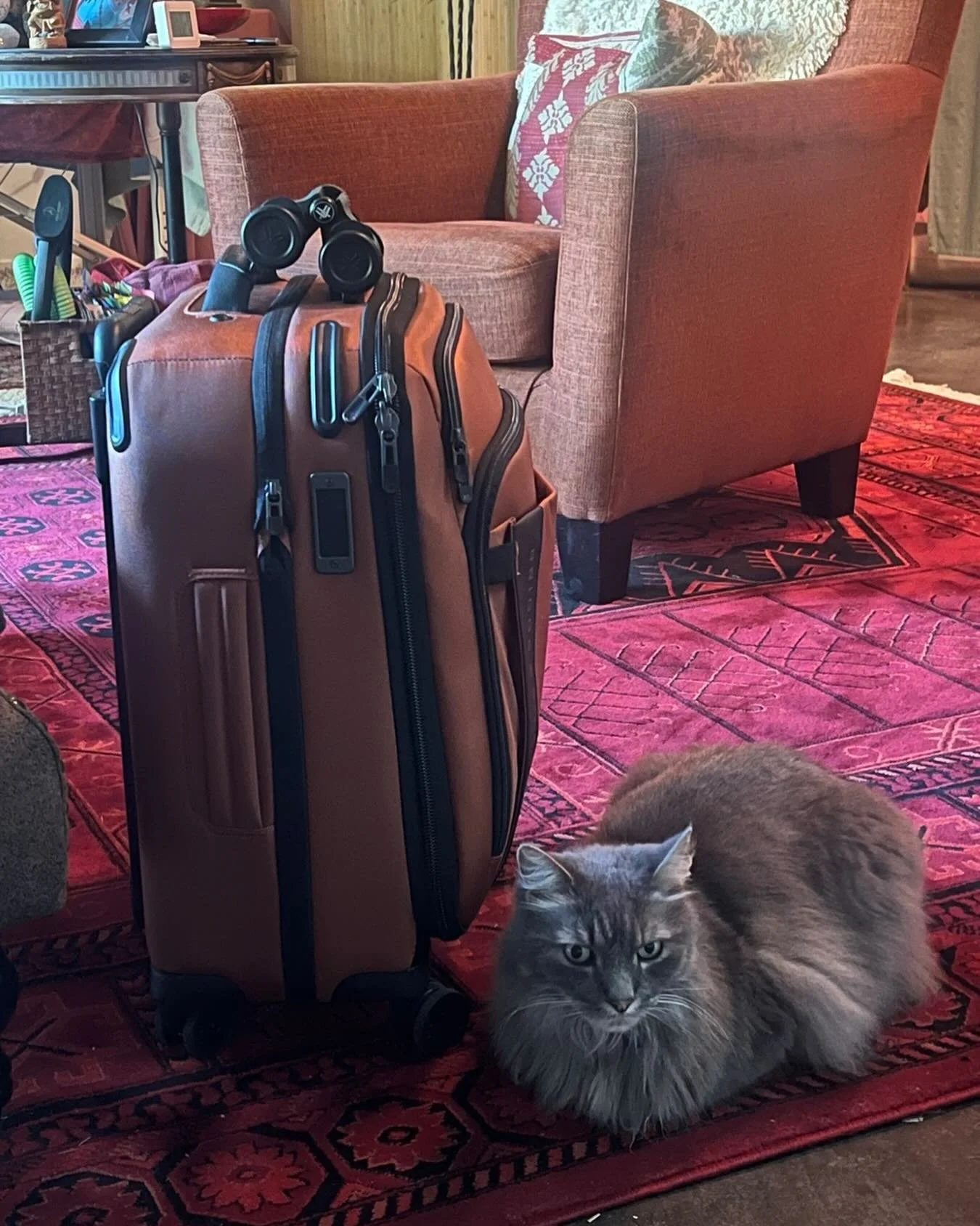 Heading out of town and some one is wanting to come along 😸🤗💕