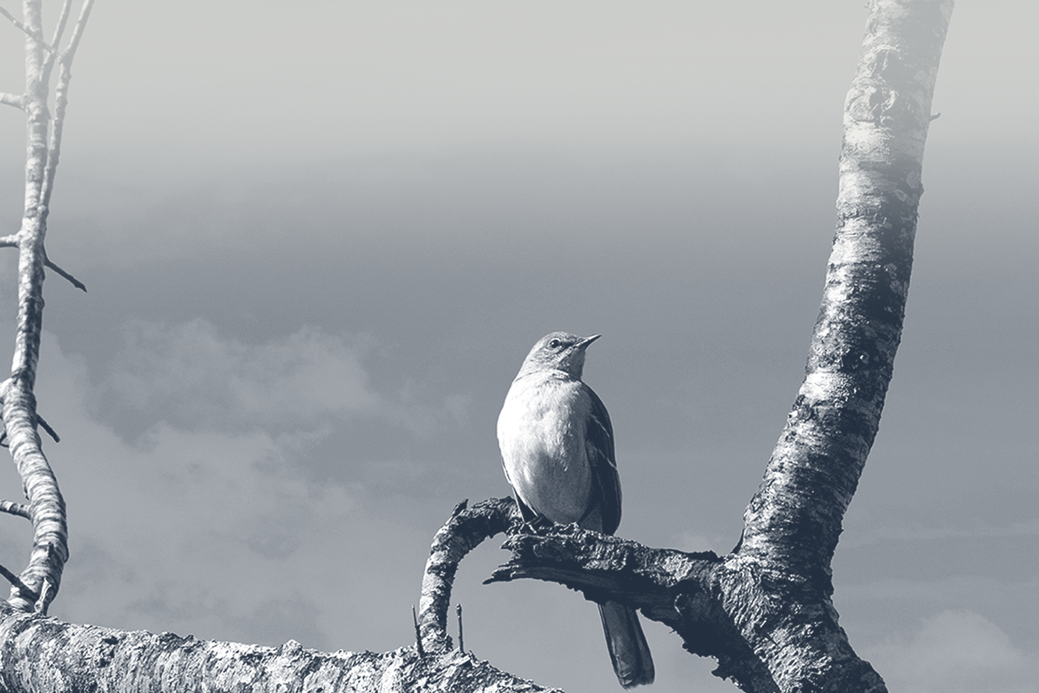 bird back.png
