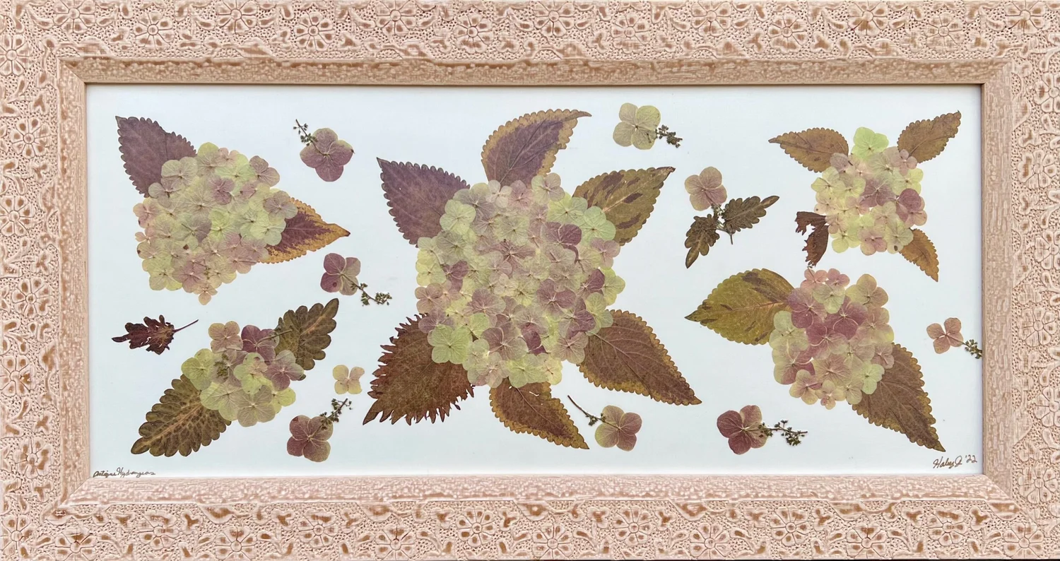 Antique Hydrangea 17 1/2 x 33 — Haley J's Intrinsic Natural Art