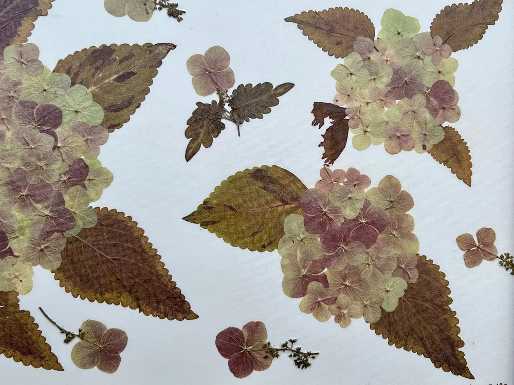 Antique Hydrangea 17 1/2 x 33 — Haley J's Intrinsic Natural Art