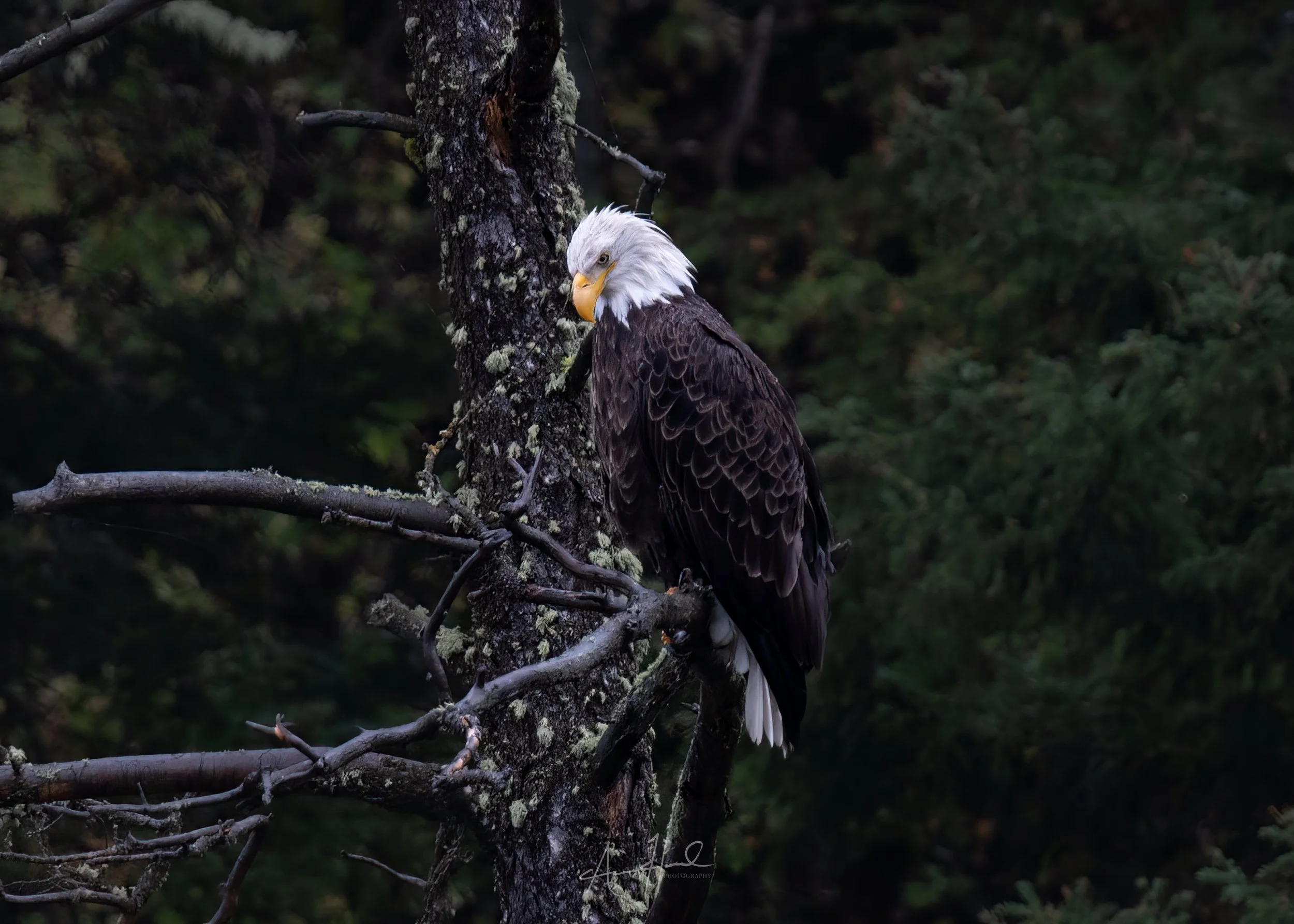Bald Eagle Scanning The River Below