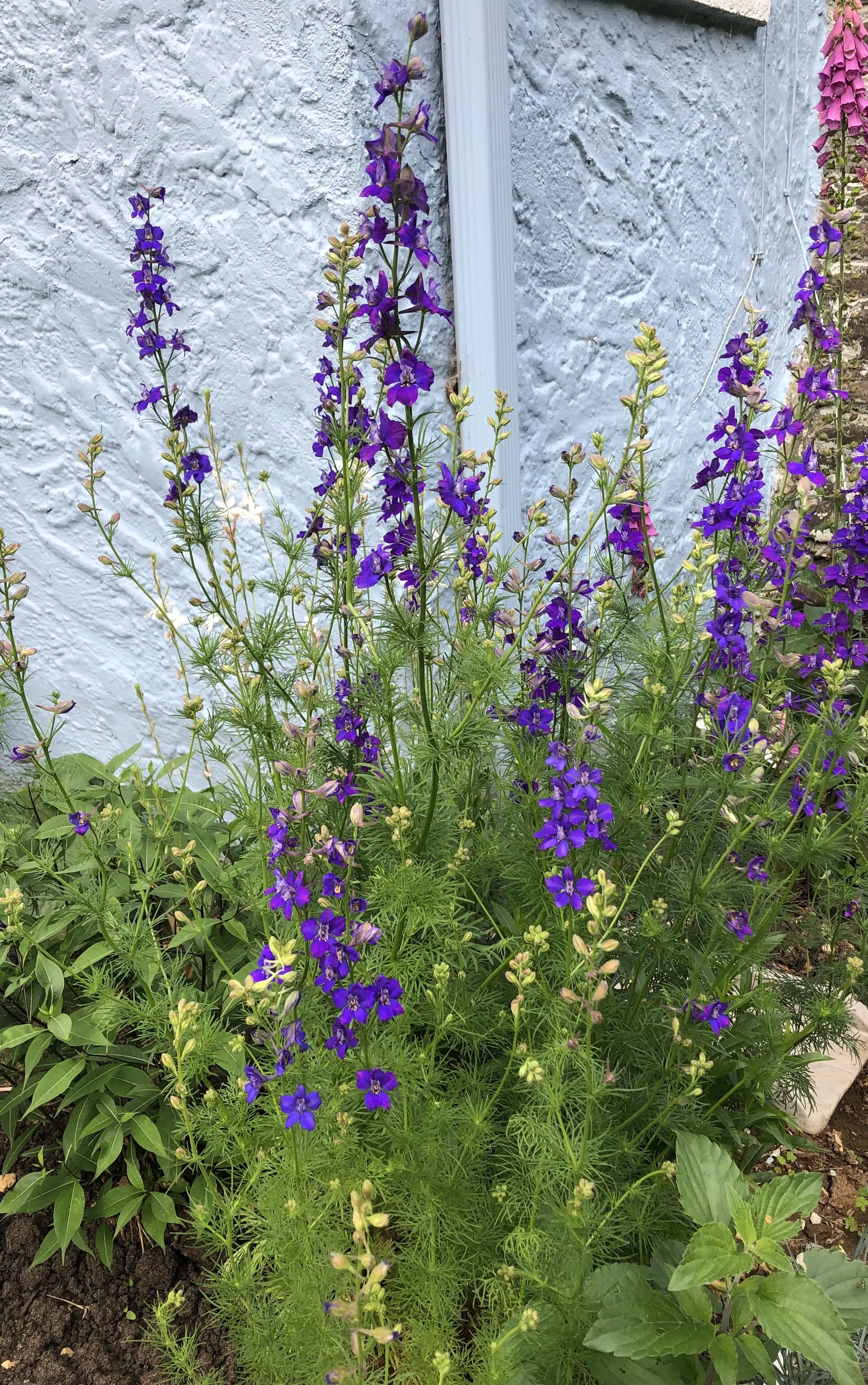 larkspur therapy nc