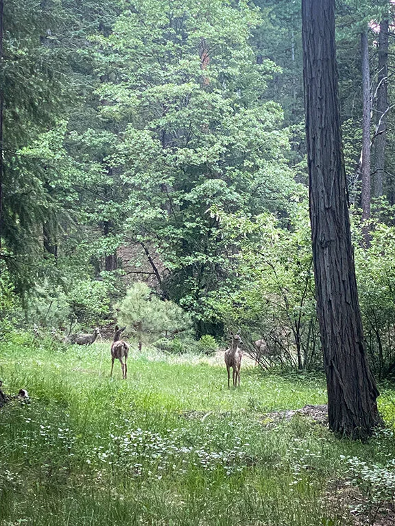 Feather Springs Campground & RV Park, Greenville CA
