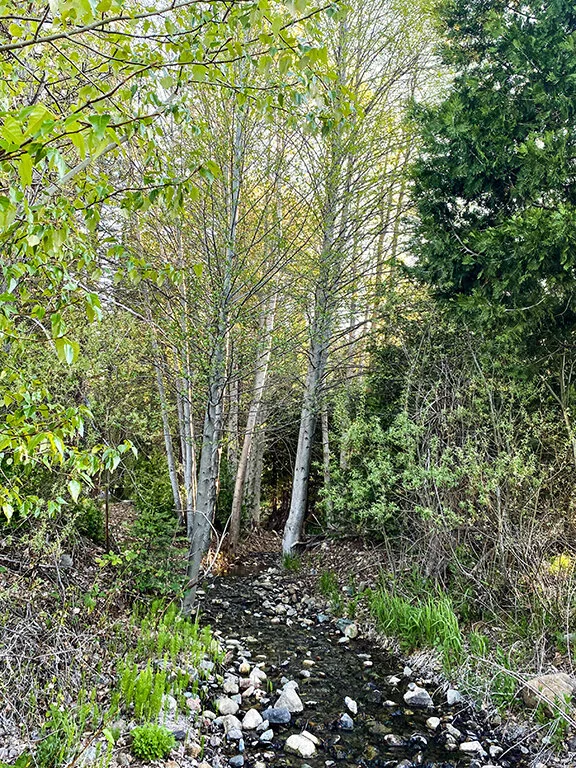 Feather Springs Campground & RV Park, Greenville CA