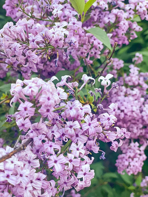 Feather Springs Campground & RV Park, Greenville CA