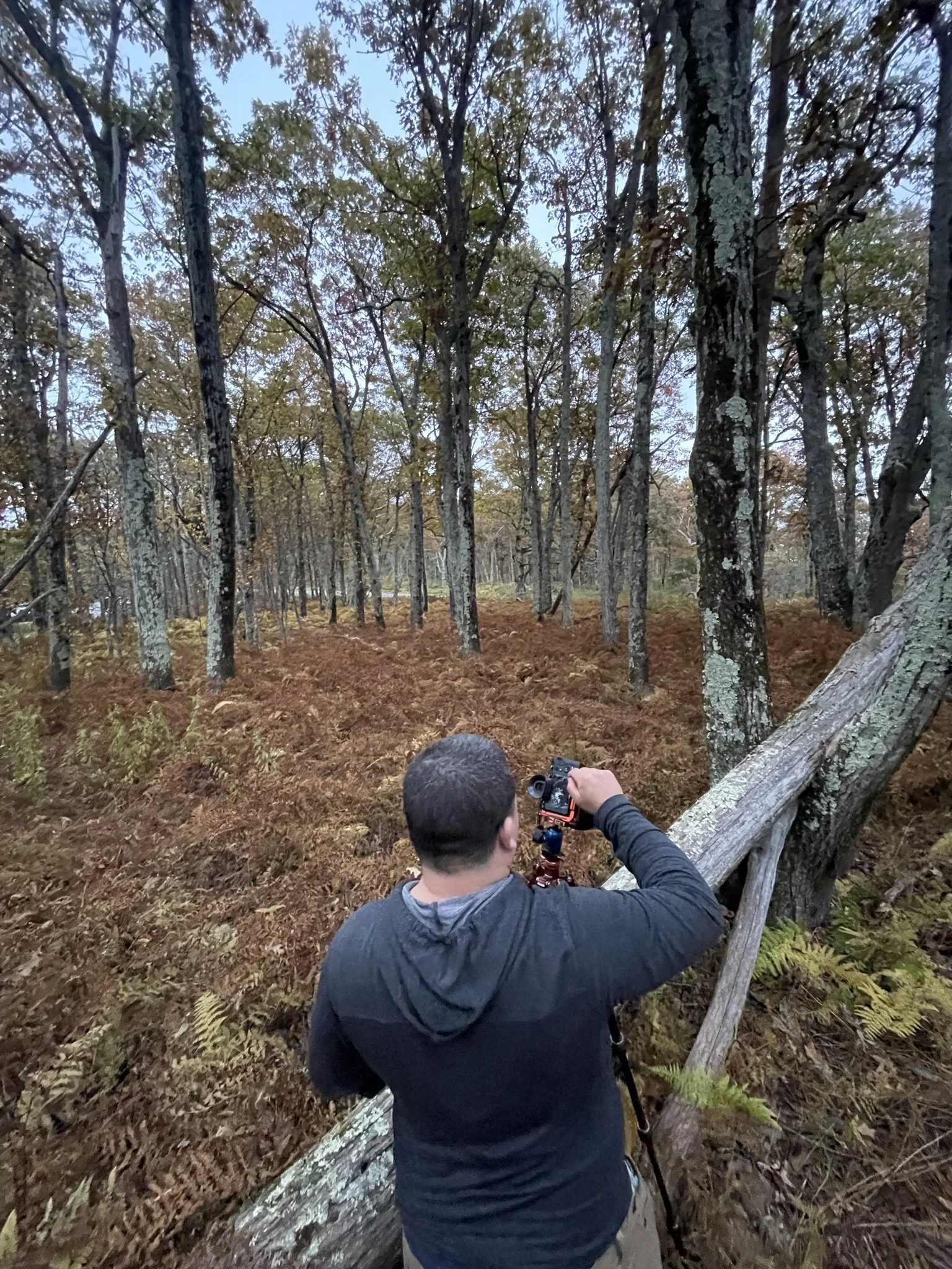 A person with short dark hair, wearing a black hoodie, is operating a camera on a tripod in a dense forest with tall trees and orange-brown ferns on the ground.