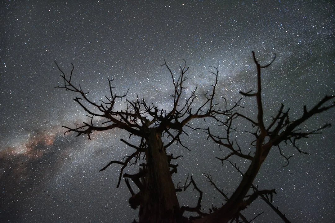 Silhouetted Tree with Milky Way Arching Over in Bryce Canyon, Utah: Night Sky Photography, Stargazing, Scenic Landscape.
  Night Sky ,Tree 