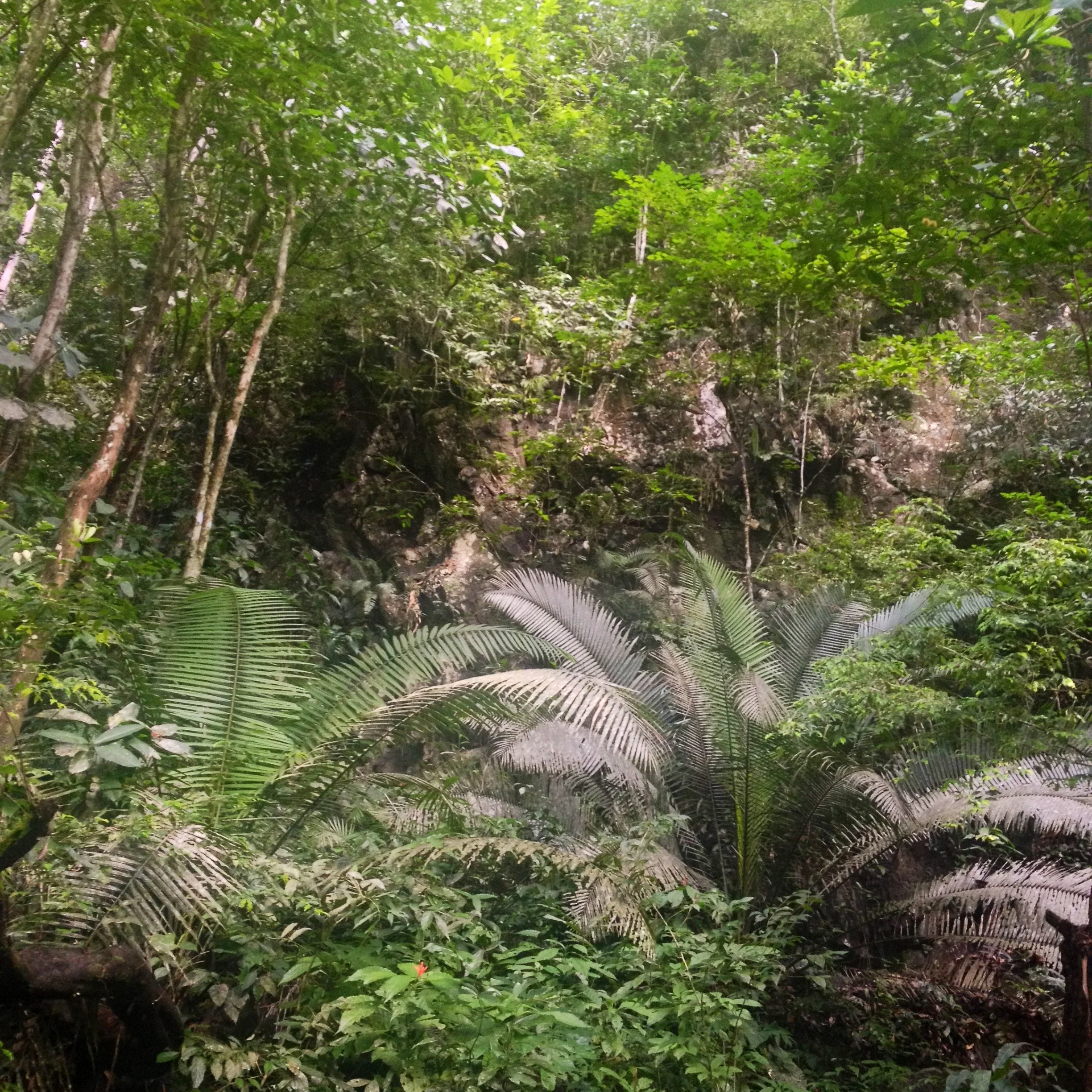 Dense jungle with various green plants and large ferns