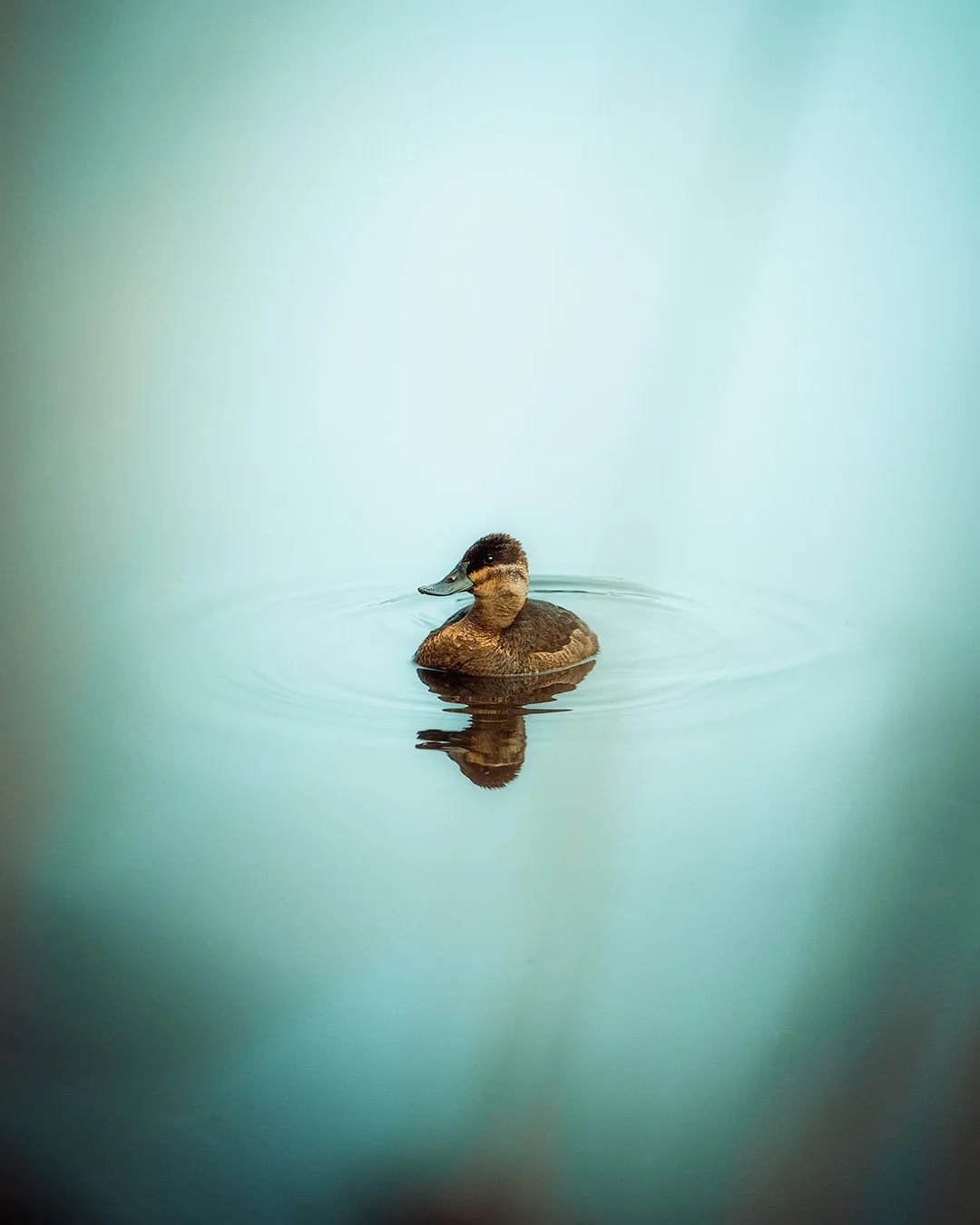 Ruddy duck swimming peacefully in Assateague National Park.
  Wildlife  