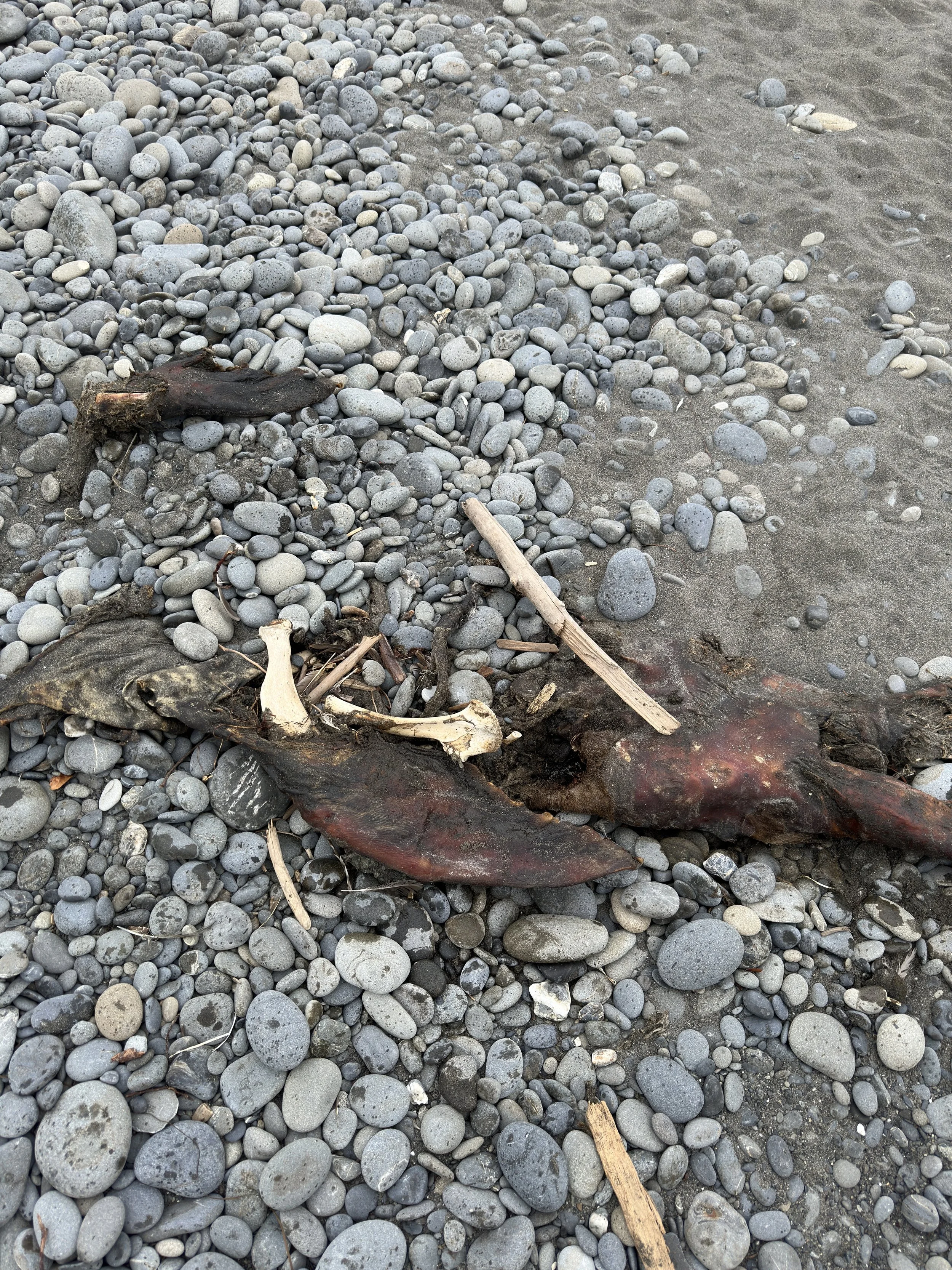 Debris of a burnt animal carcass on a pebble-covered beach with sand nearby.