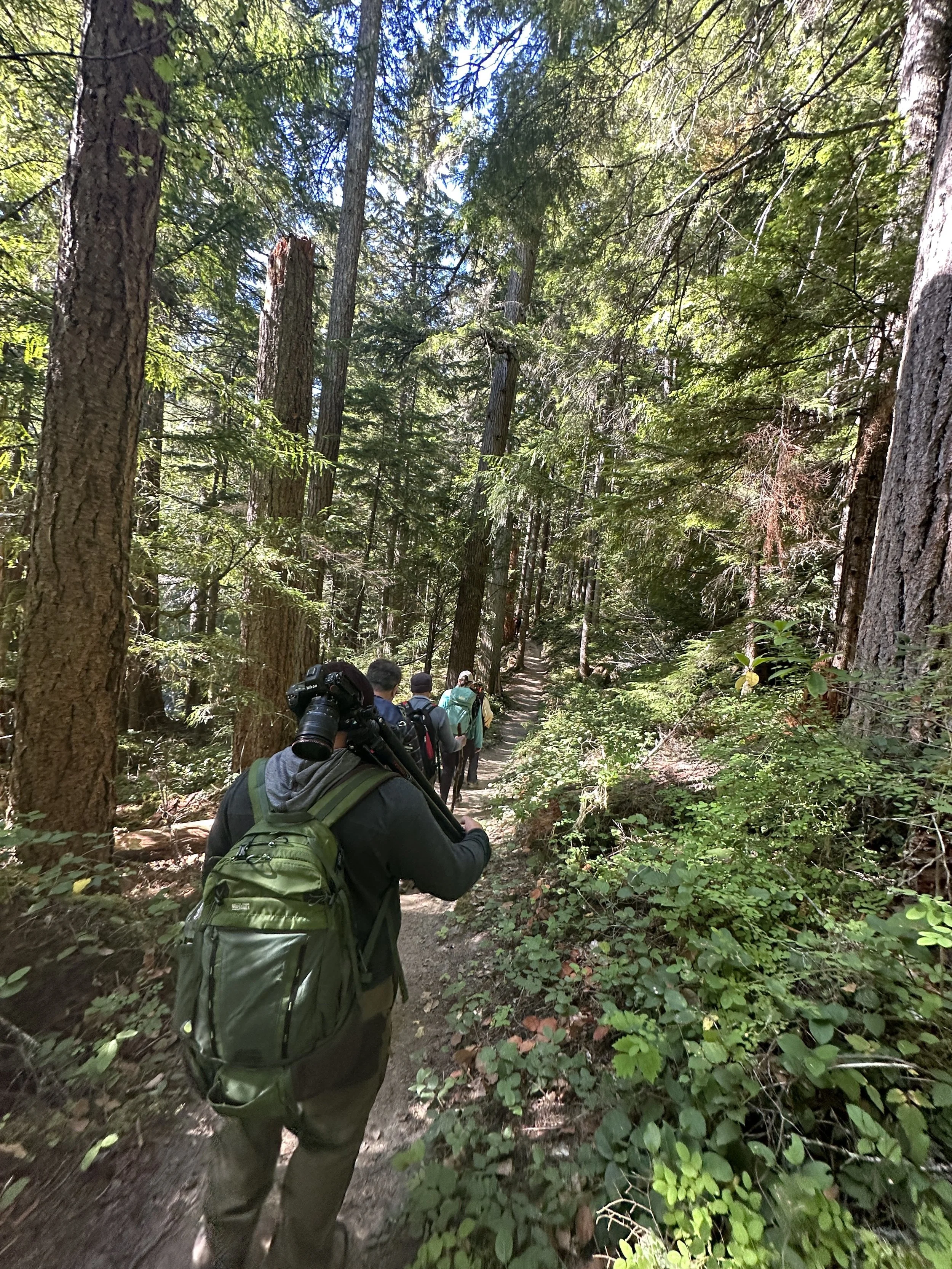 Group of hikers walking on a trail through a dense forest of tall trees and green foliage.