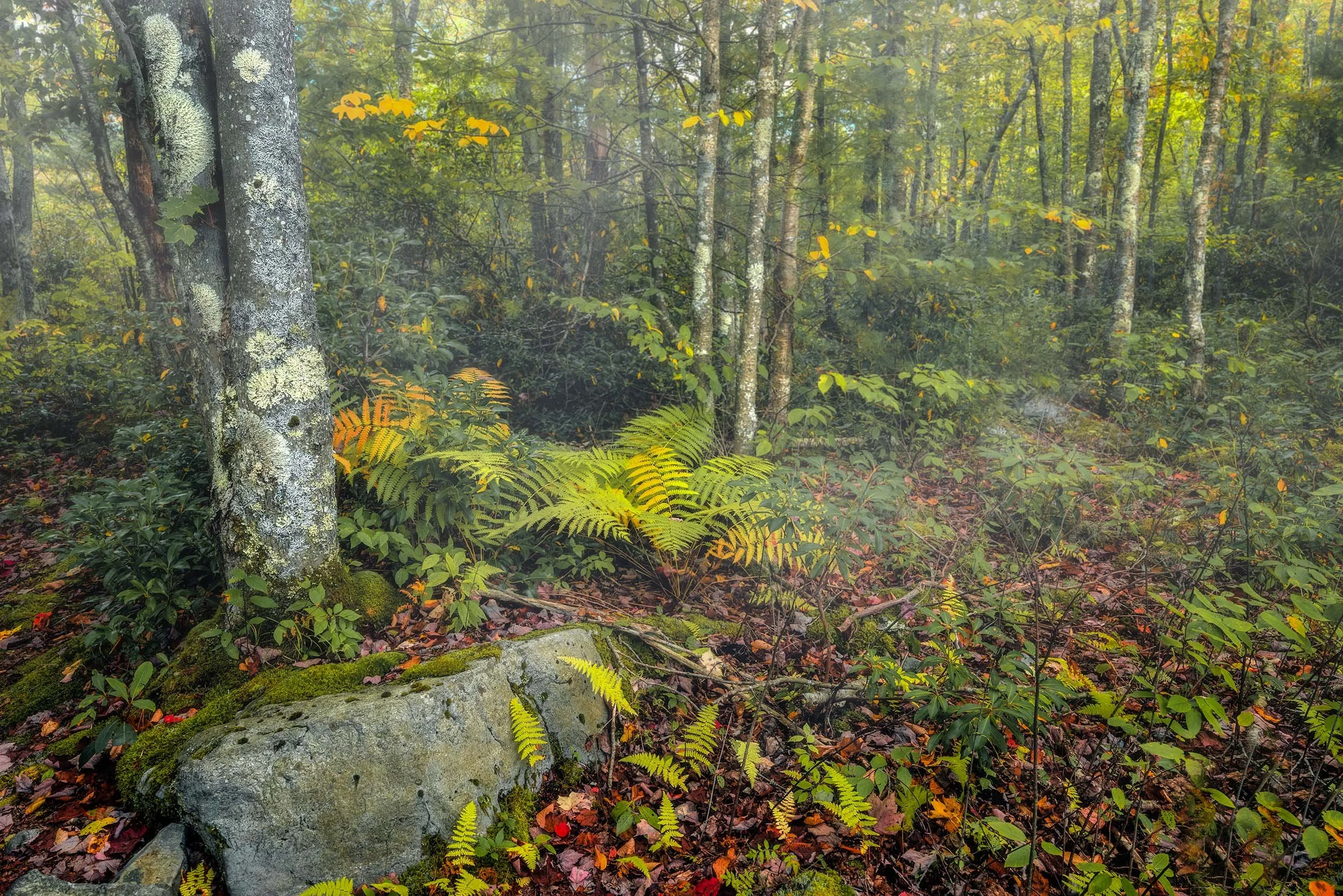 Early fall in Little Canaan, where vibrant ferns and autumn colors slowly take over the misty forest floor.
  Autumn, Atmospheric  