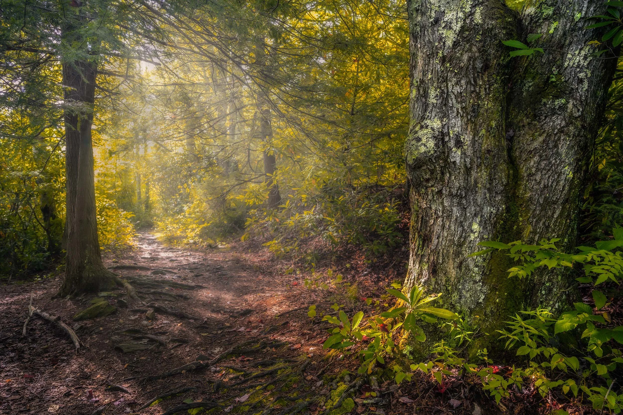 Sunlight filters through autumn trees, casting a golden glow on a peaceful forest trail in West Virginia.
  Autumn,Light, Atmospheric  