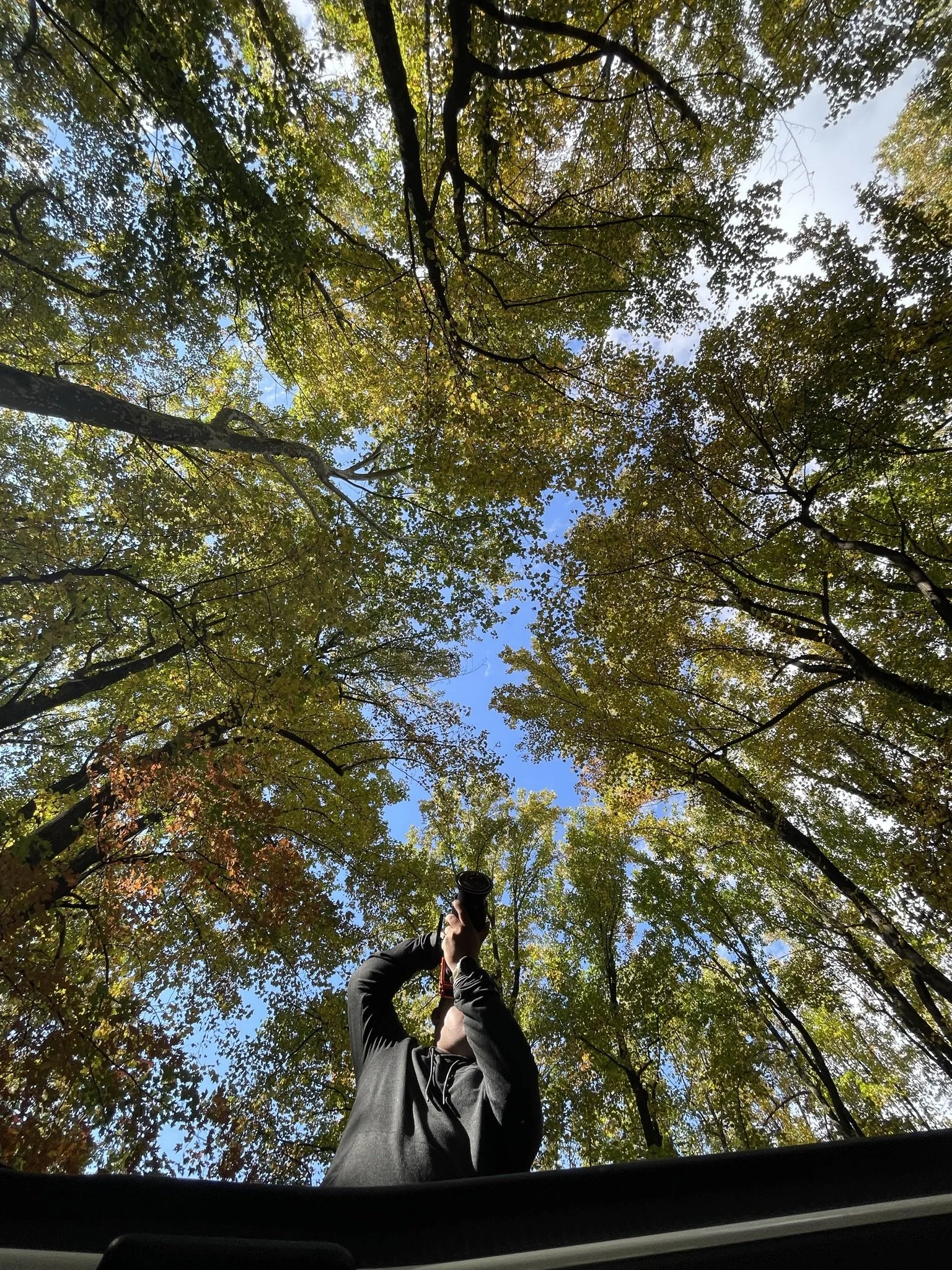 Person standing outdoors in a forest, looking through binoculars toward the tall leaves and sky above.