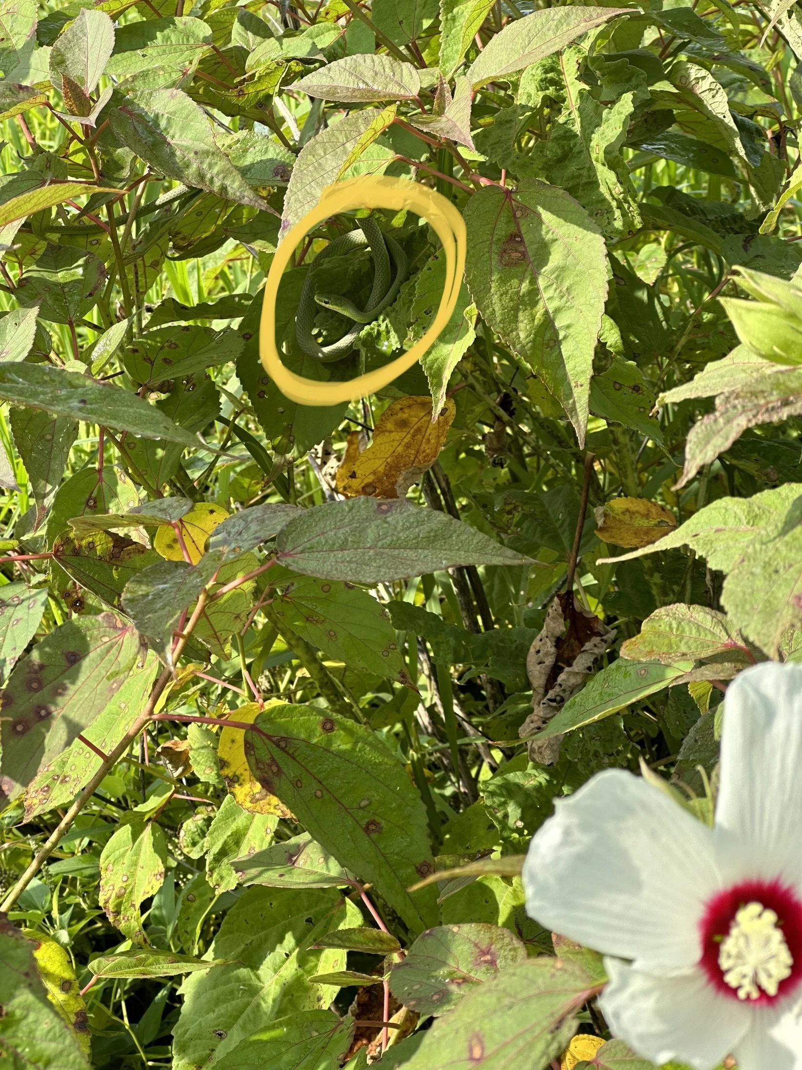 Green snake coiled around a leaf amidst dense green foliage with a white flower with a dark red center in the bottom right corner.