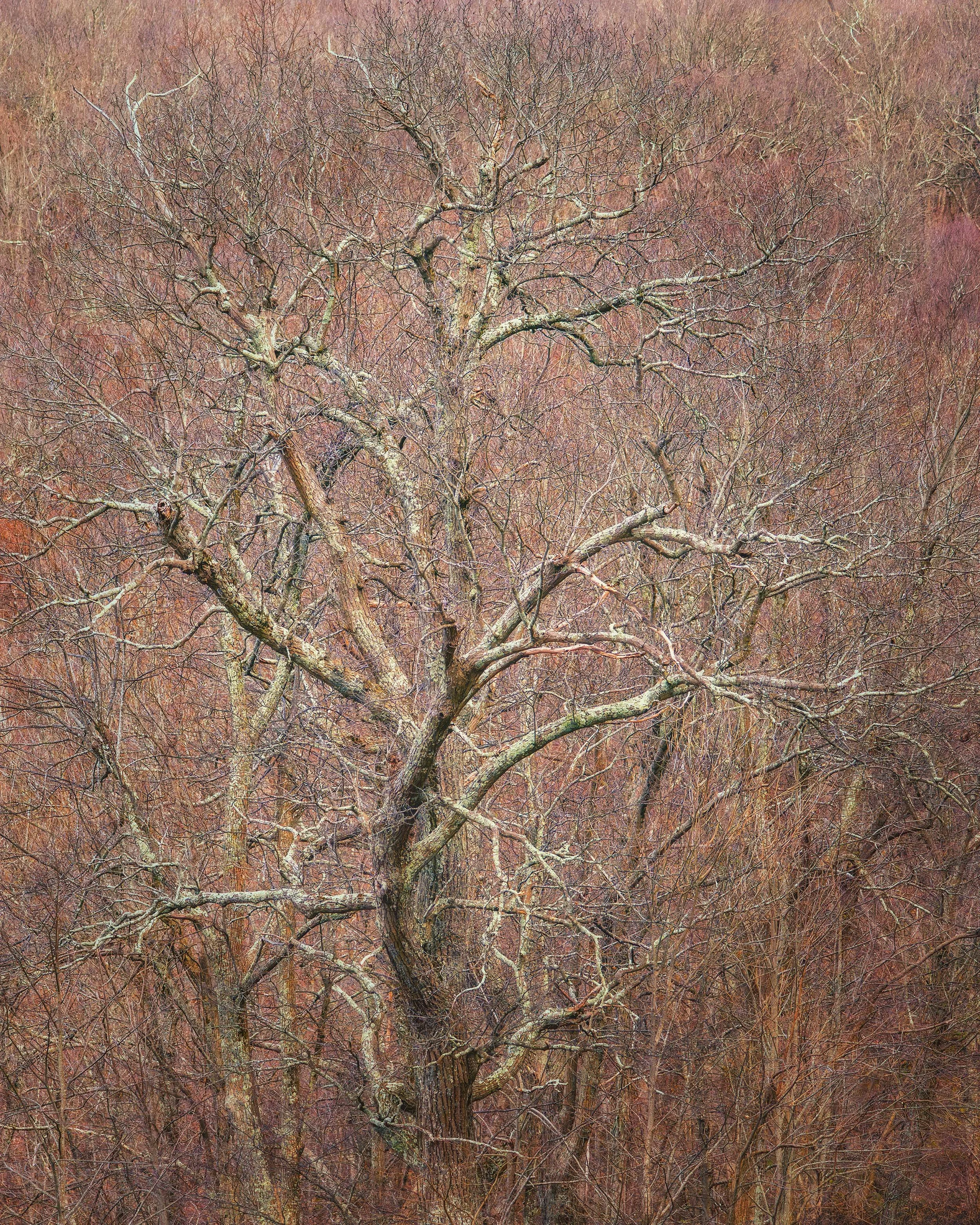 Spring in the Air, Mountains Unaware: Chilly Forest Snapshot in Shenandoah
  Spring, Intimate Landscapes,Cold, Tree  