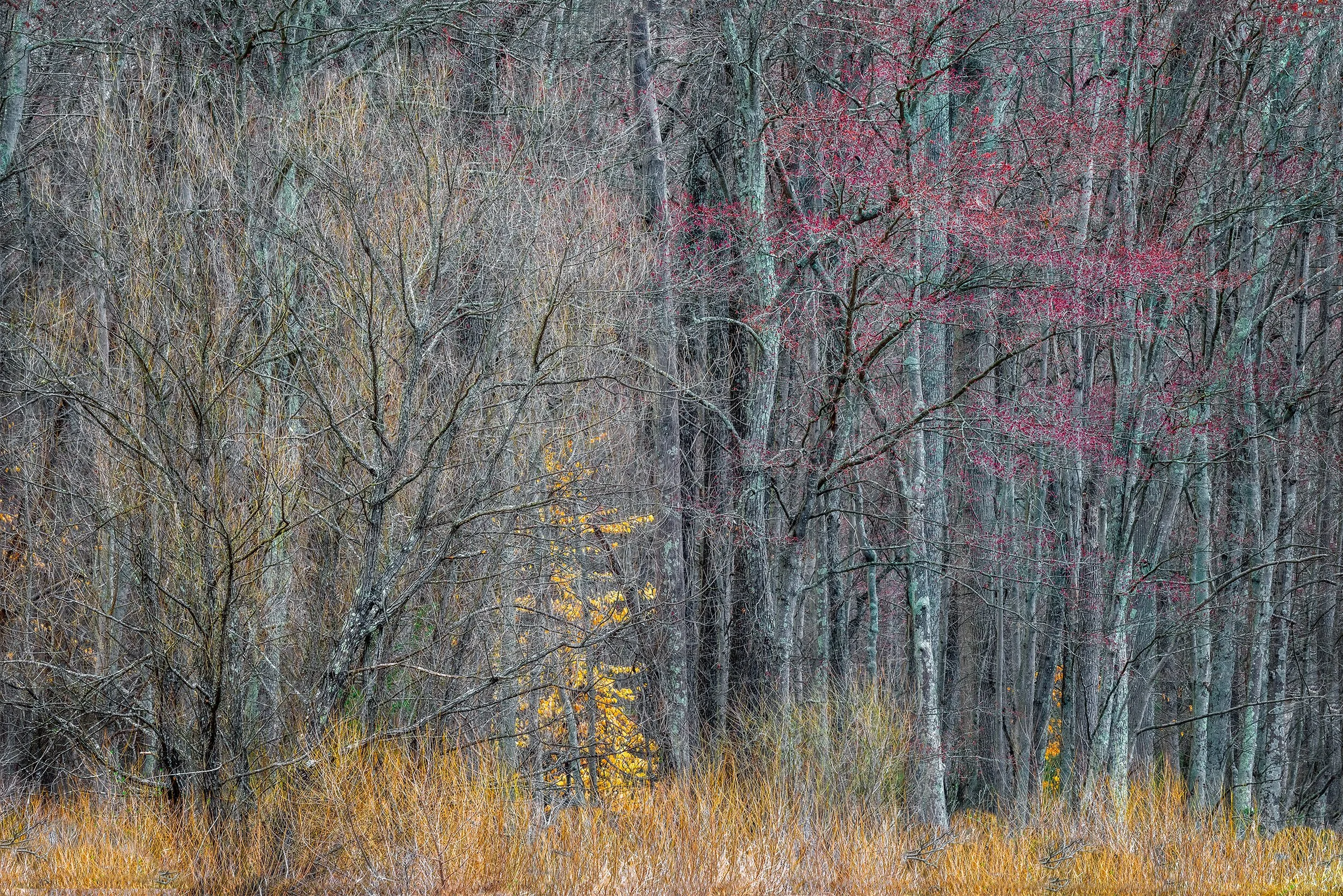 Early Spring in Huntley Meadows Nature Preserve: Vibrant Foliage and Scenic Beauty
  Spring, Intimate Landscapes,Tree,  