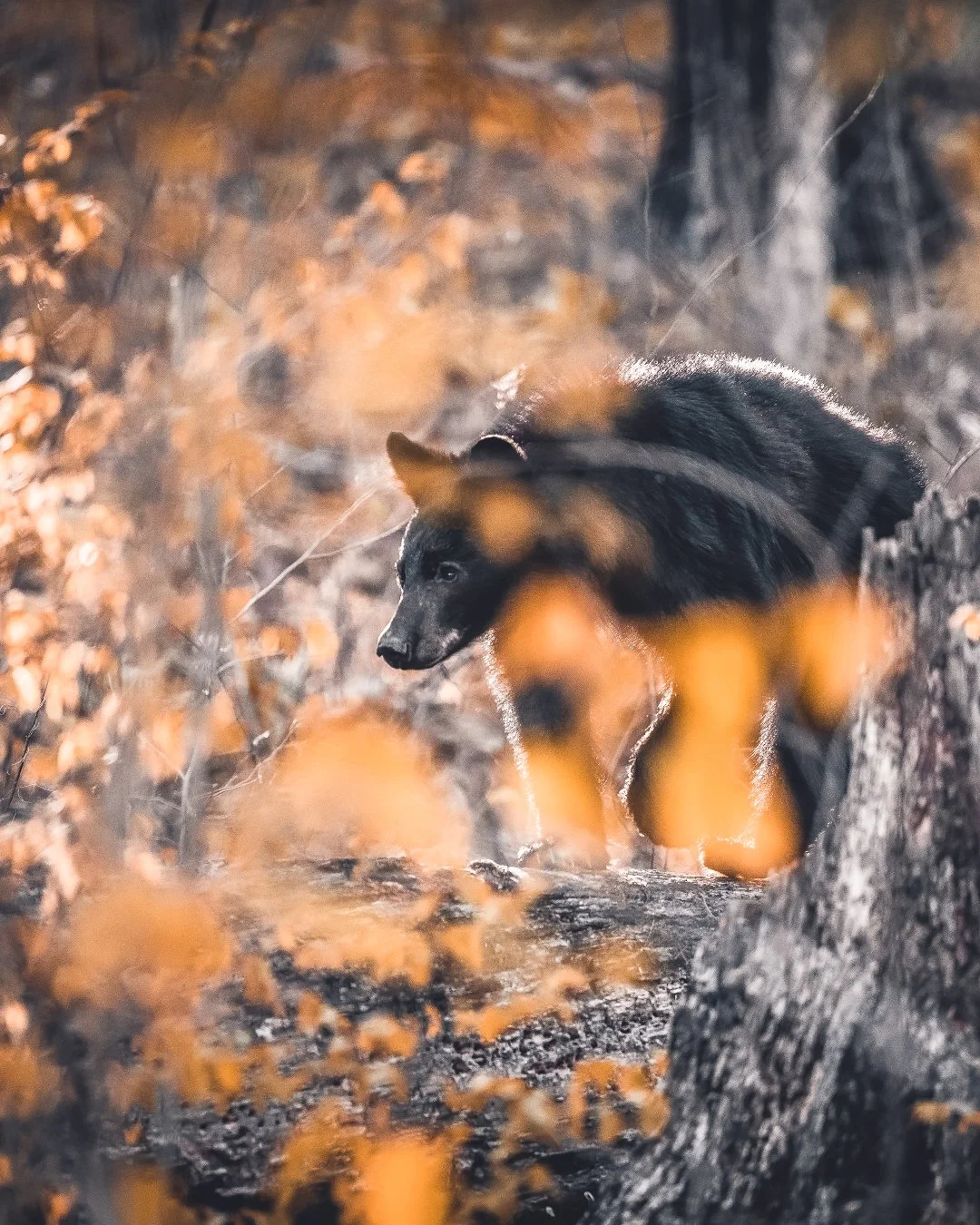 American Black Bear in the Great Smoky Mountains: Wildlife Photography, Autumn Setting, Natural Habitat.
  Wildlife, Autumn  